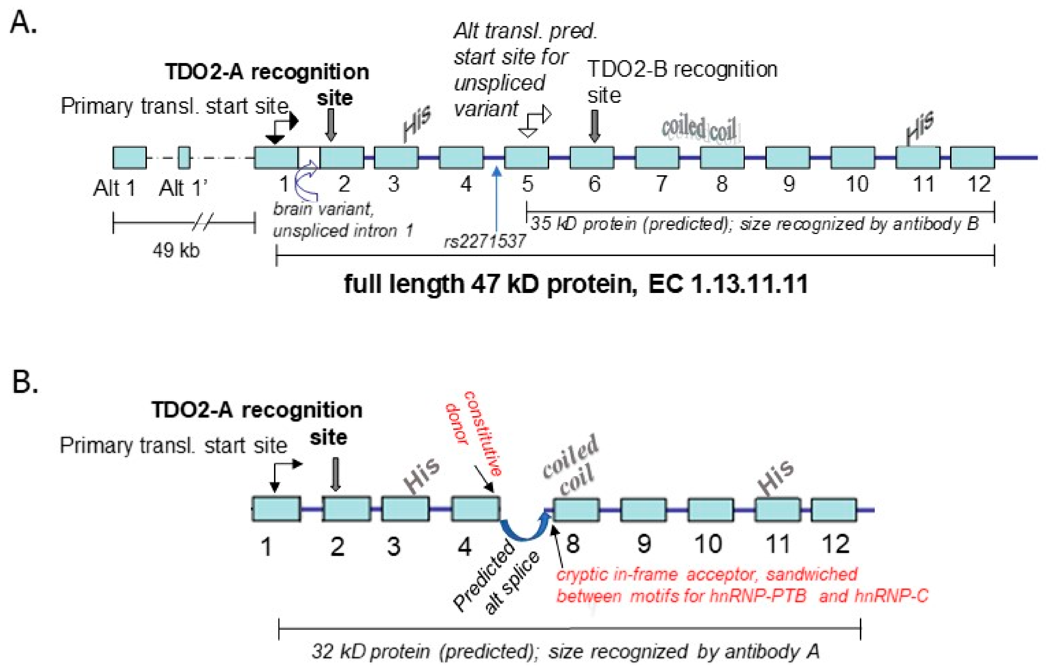 Biomedicines 10 00561 g006 Biomedicines 10 00561 g006