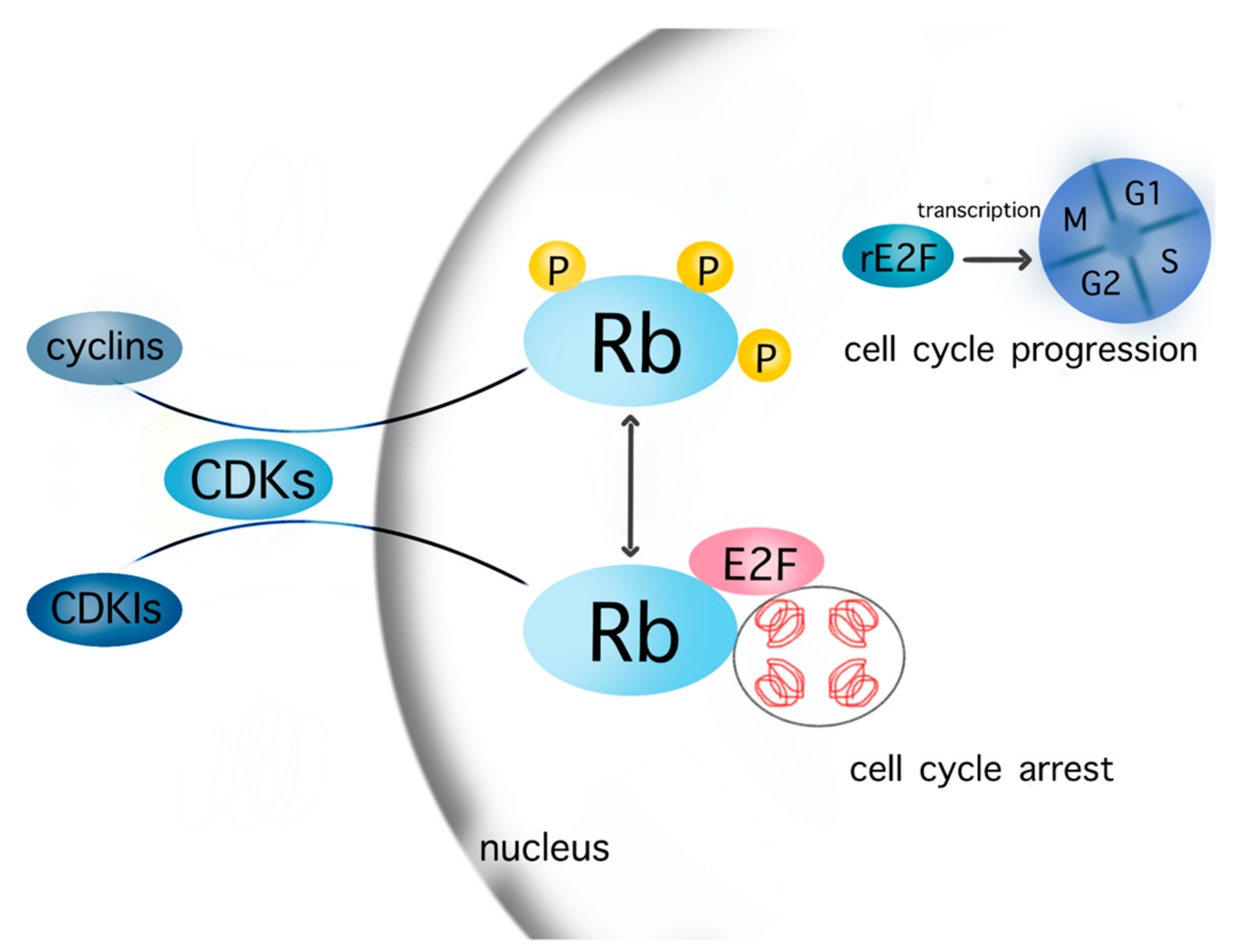 Mechanisms of Cell Cycle Arrest and ... Biology Diagrams