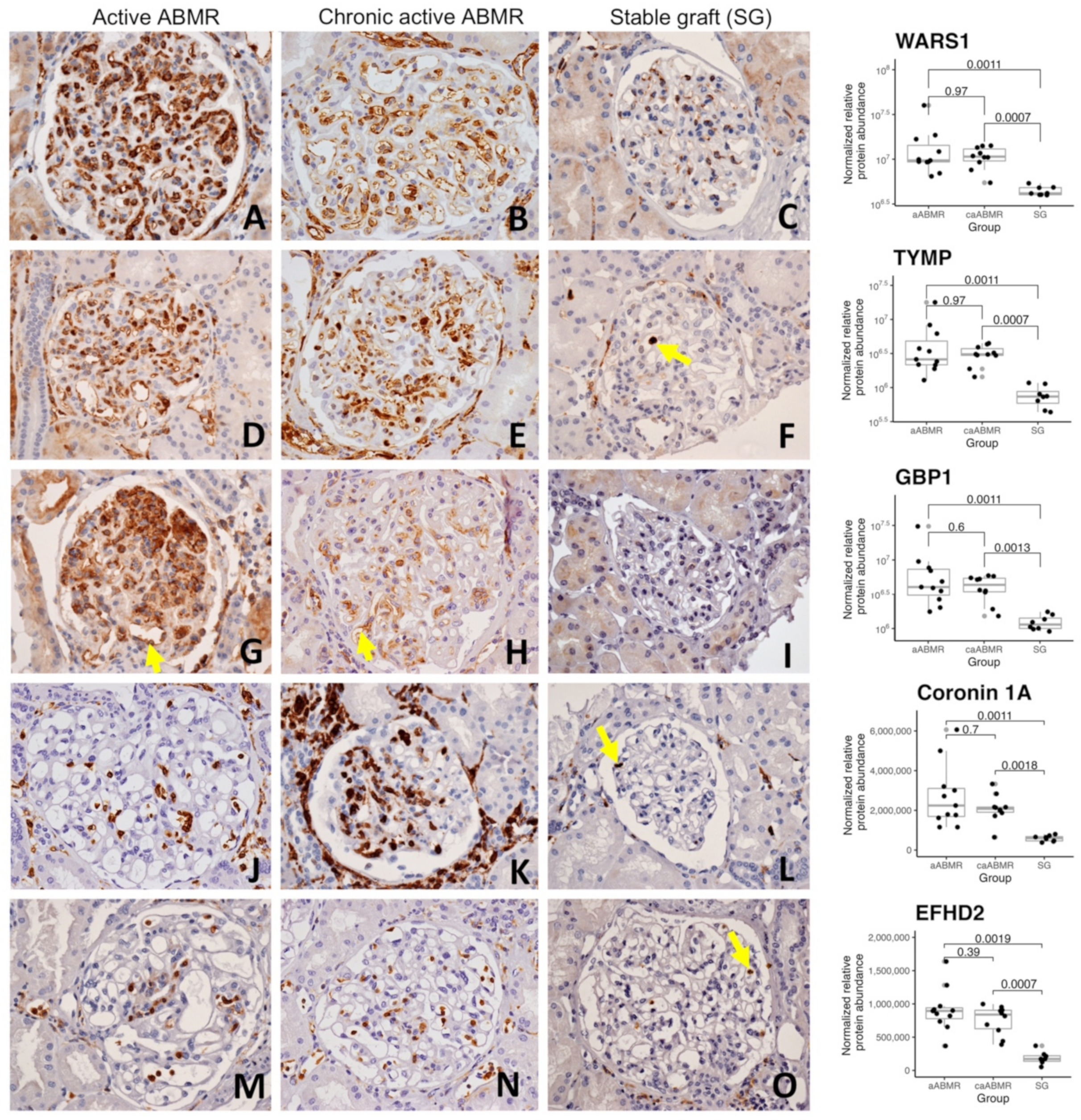 Biomedicines 10 00569 g003 Biomedicines 10 00569 g003