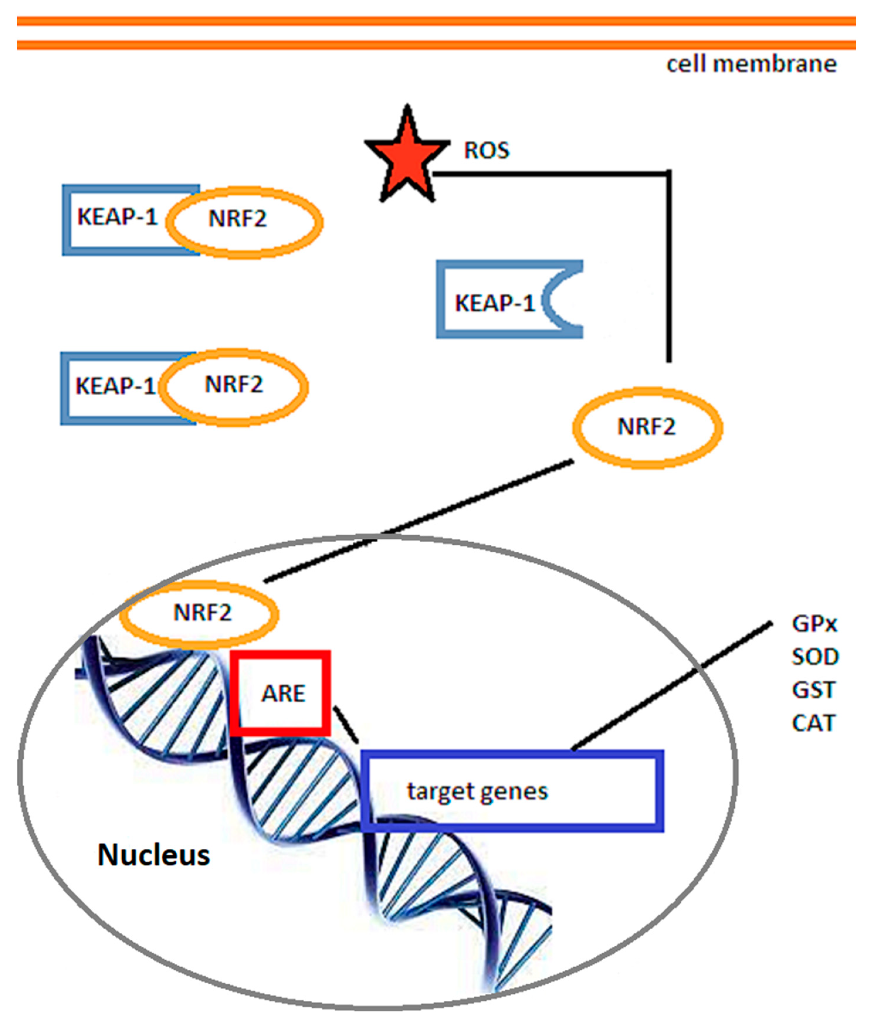 Biomedicines 10 00574 g002 Biomedicines 10 00574 g002