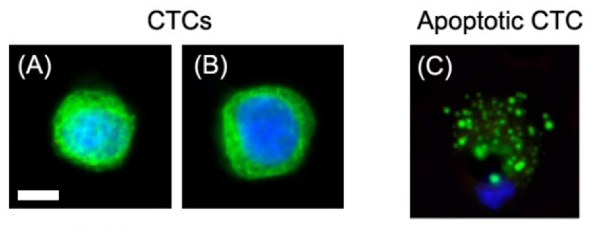 Biomedicines 10 00587 g001 550