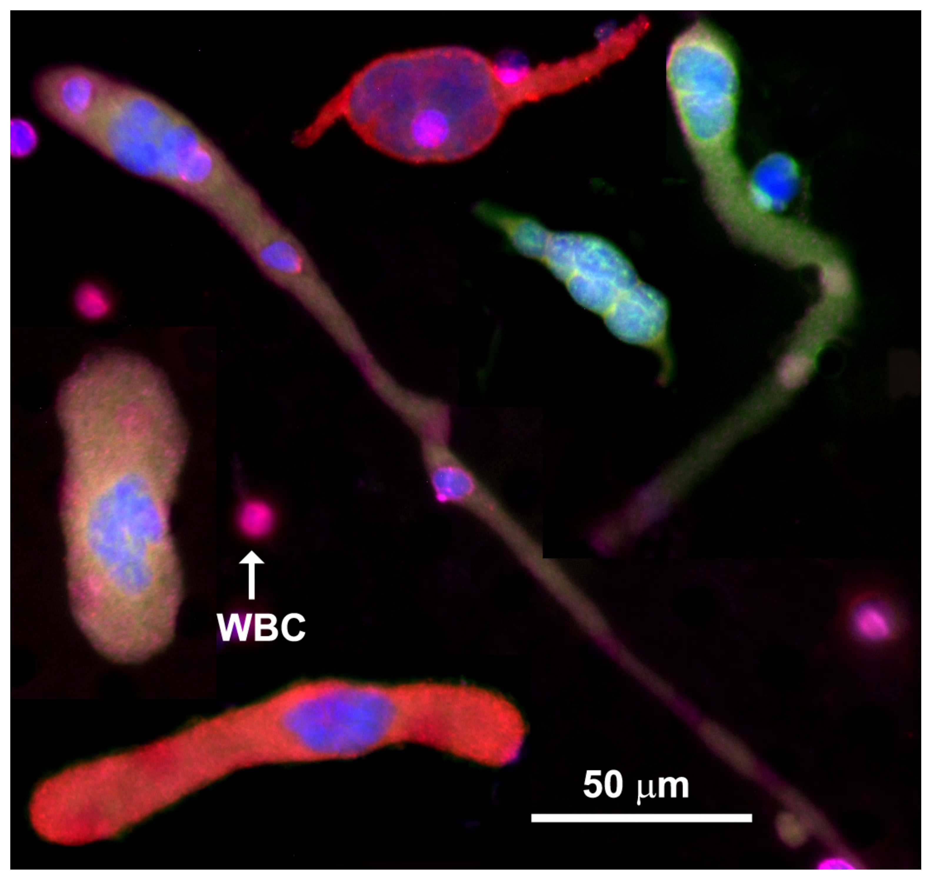 Biomedicines 10 00587 g002 550