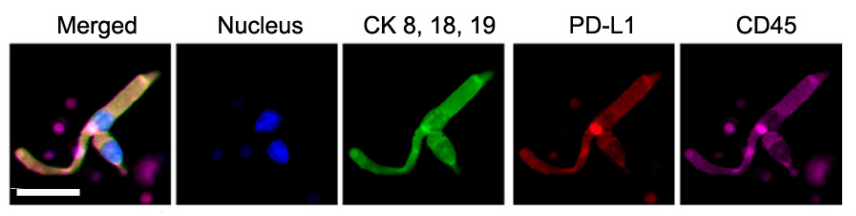 Biomedicines 10 00587 g011 550