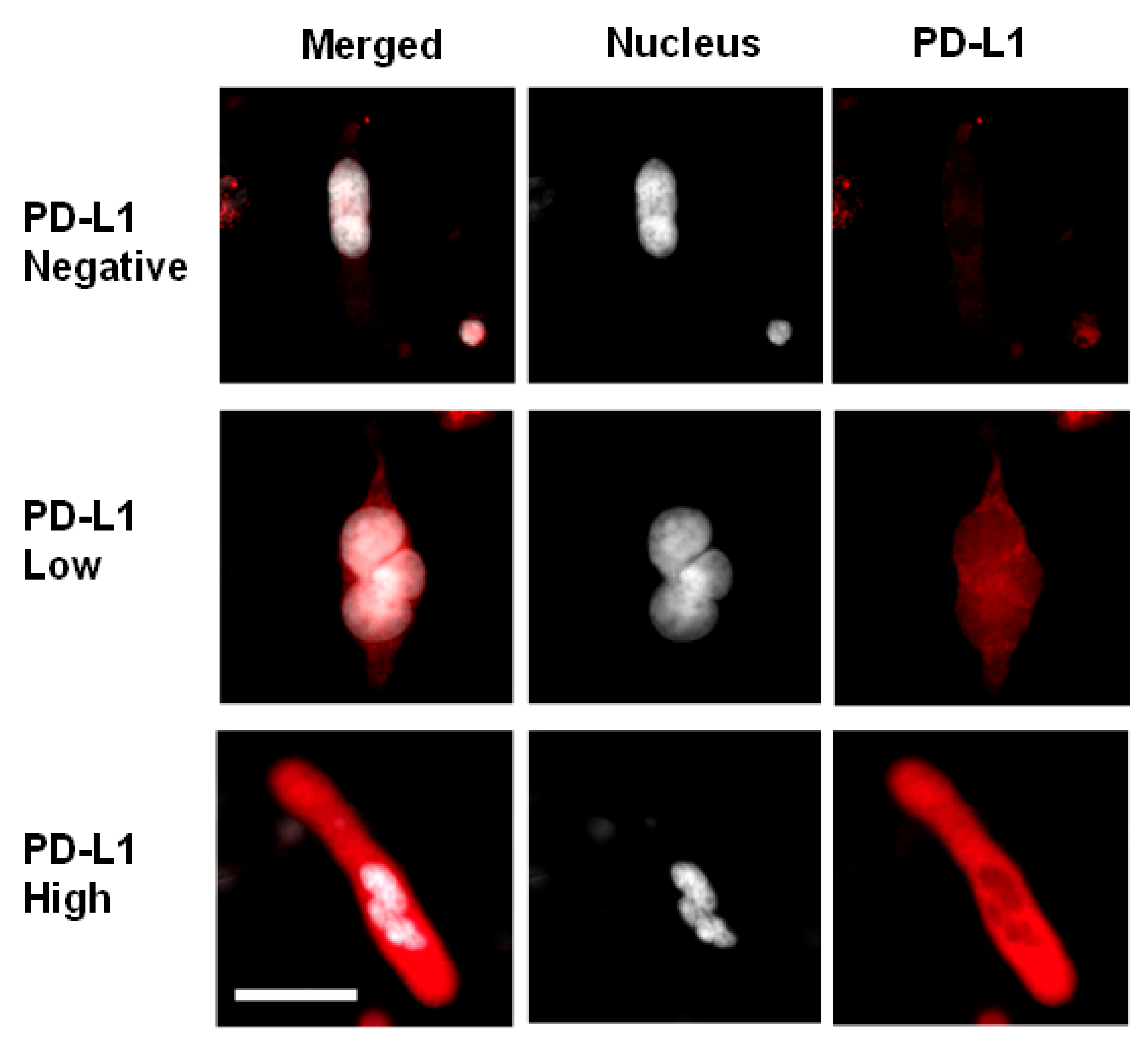Biomedicines 10 00587 g012 550