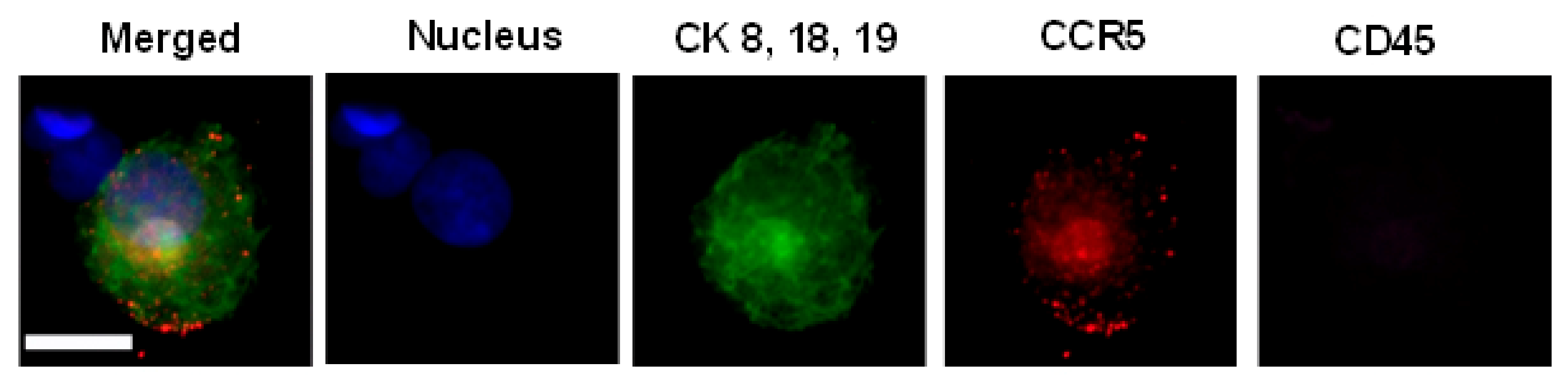 Biomedicines 10 00587 g013 550