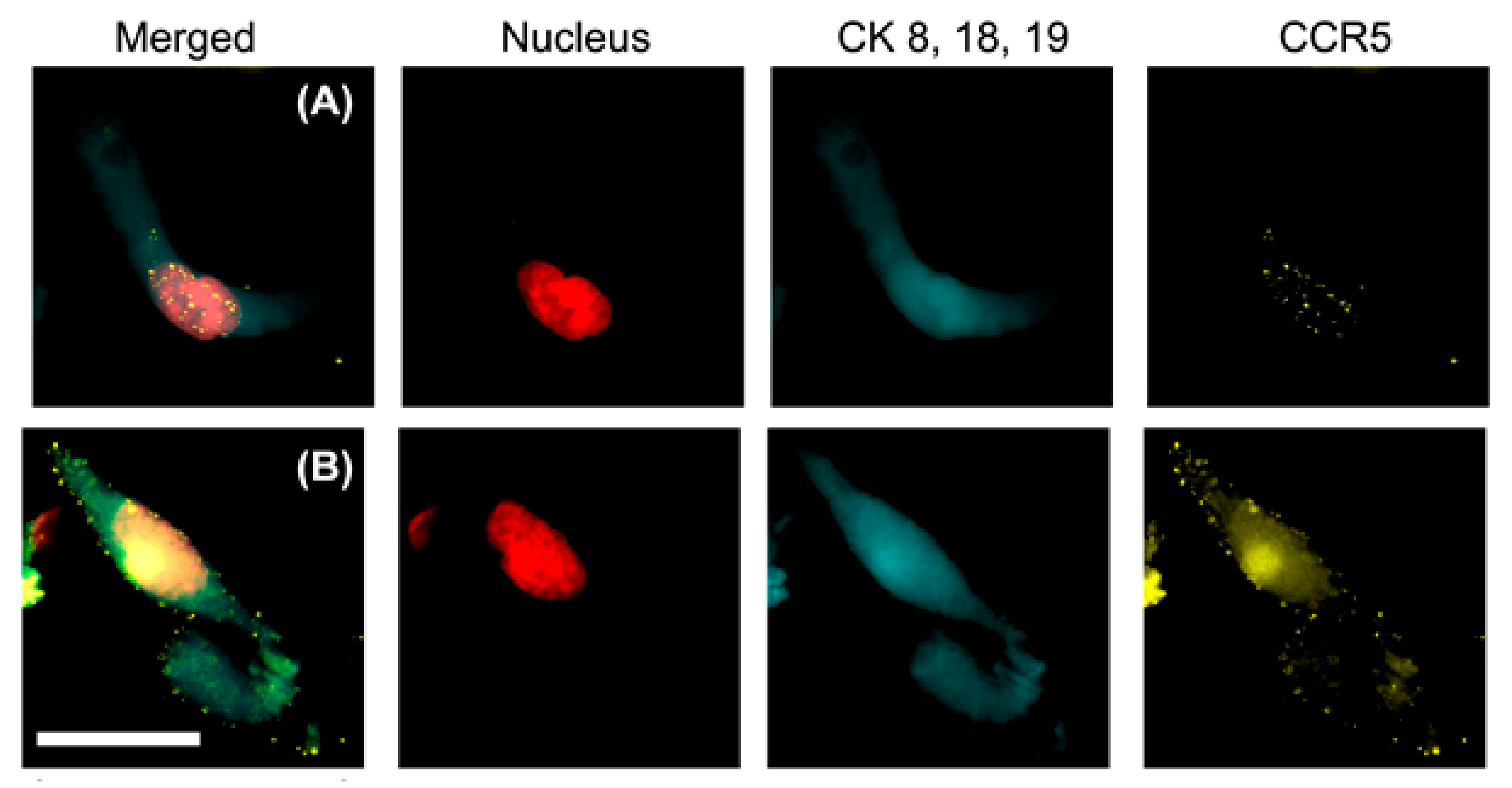 Biomedicines 10 00587 g014 550