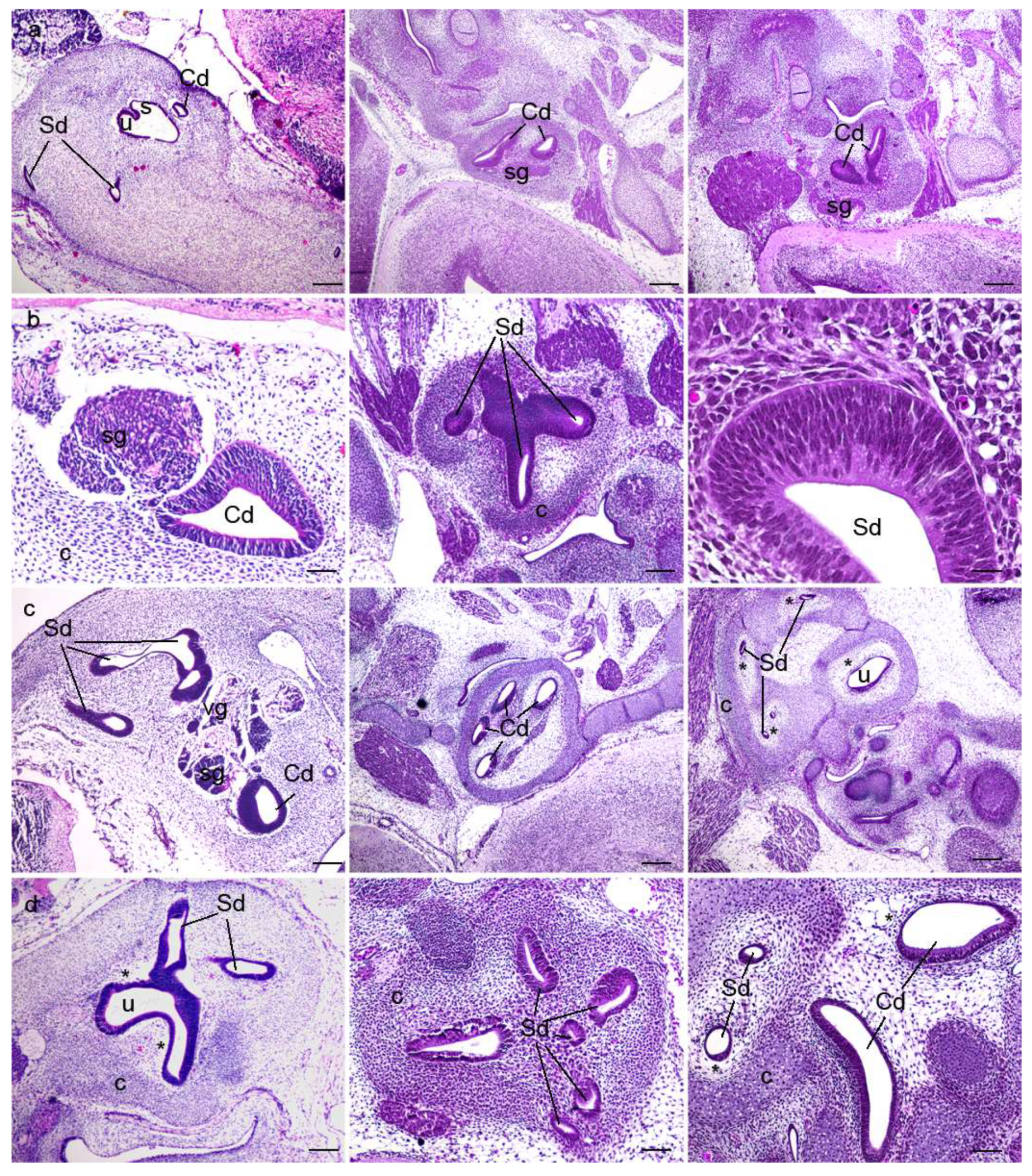 Biomedicines 10 00589 g001 550
