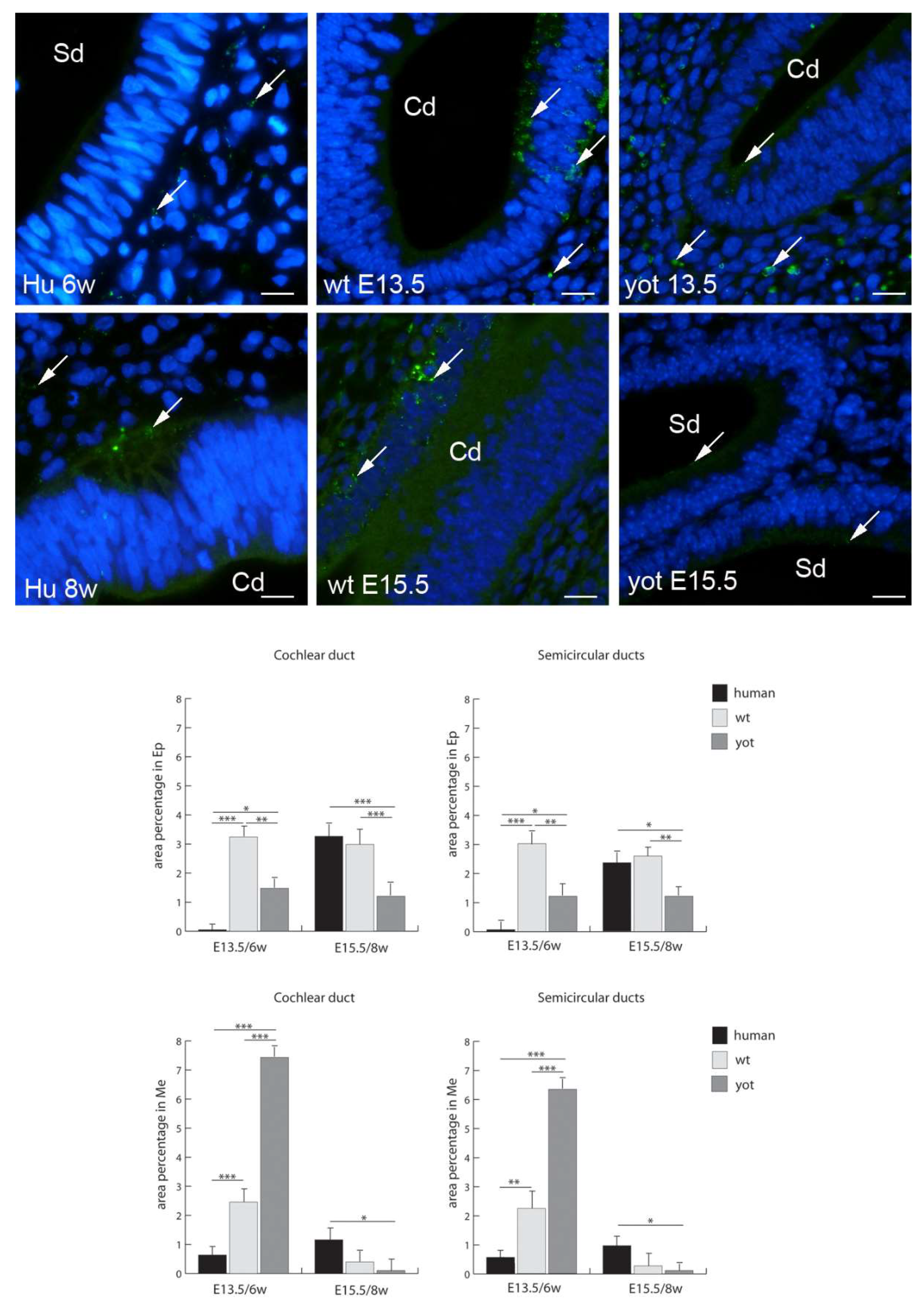 Biomedicines 10 00589 g008 550