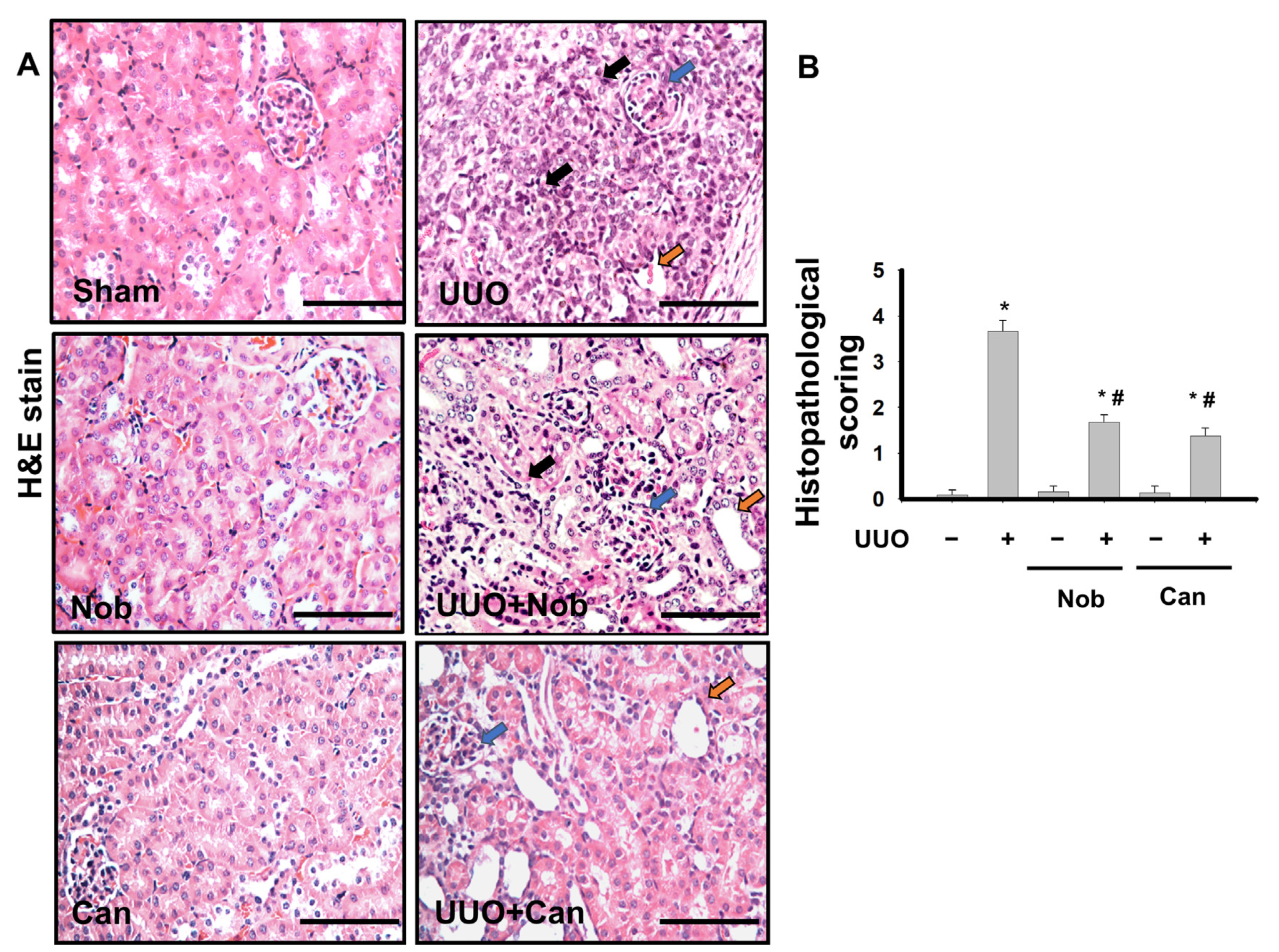 Biomedicines 10 00595 g001 550