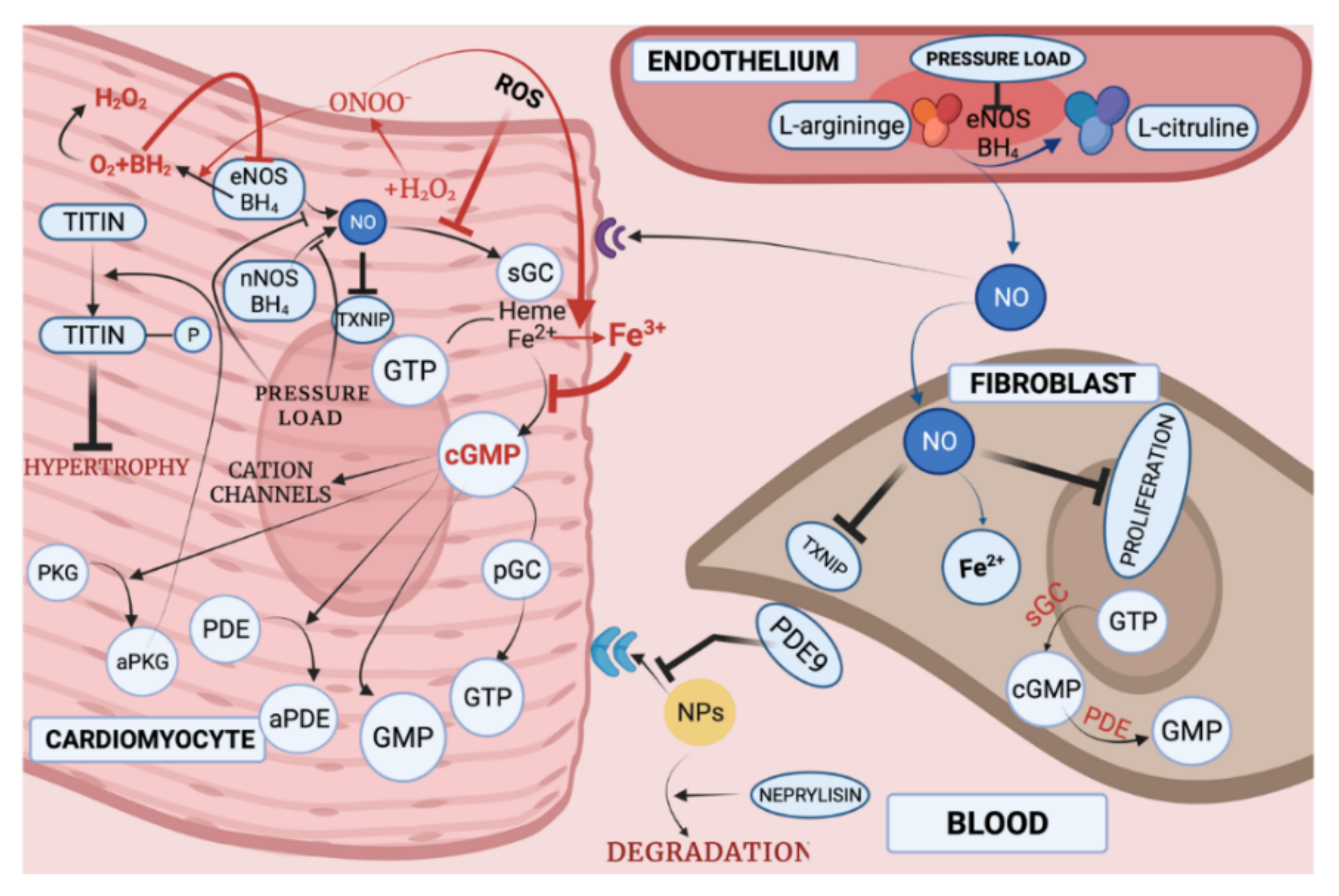 Biomedicines 10 00602 g005 Biomedicines 10 00602 g005