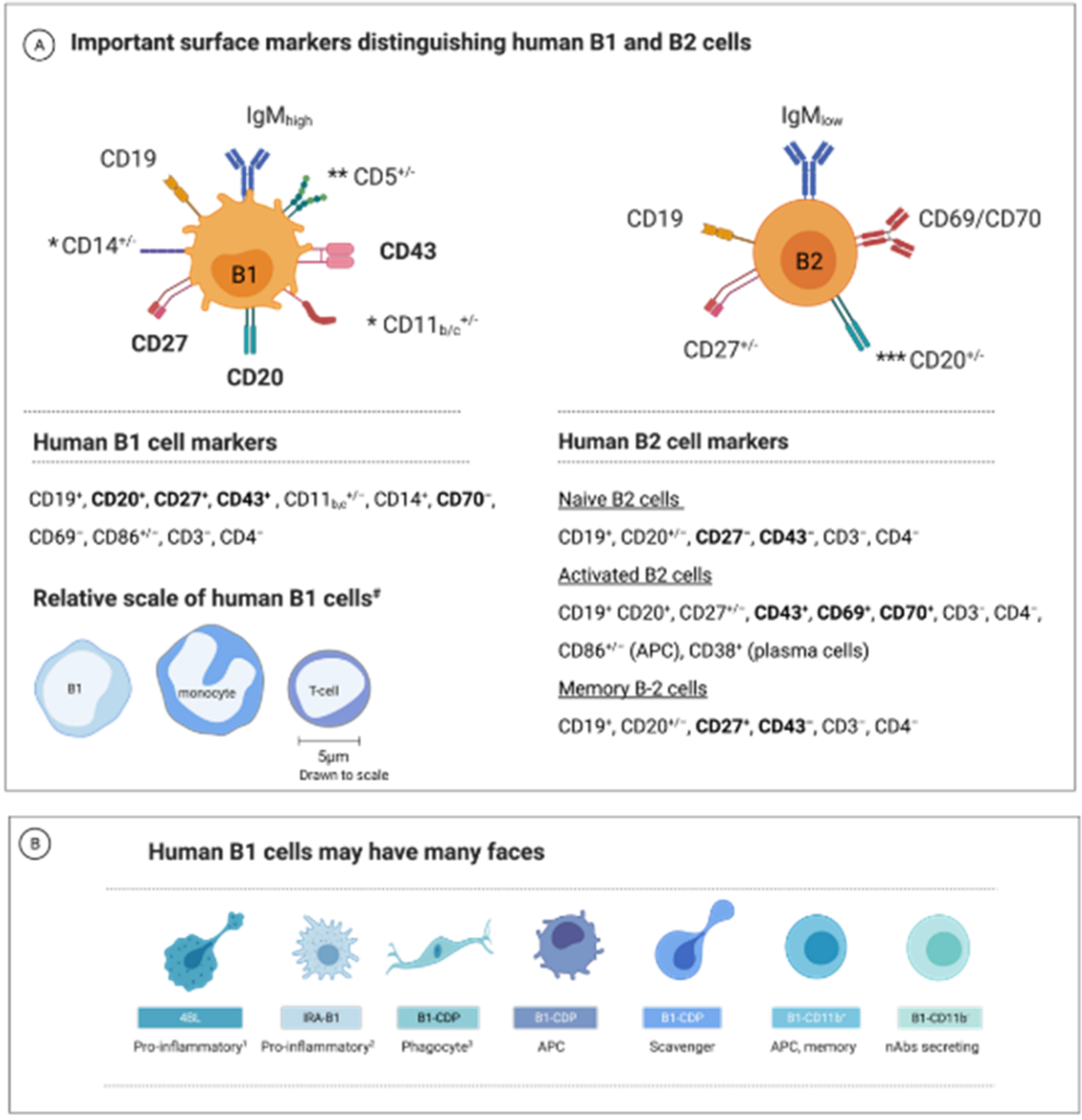 Biomedicines Free Full Text The Forgotten Brother The Innate Like B1 Cell In Multiple Sclerosis Html