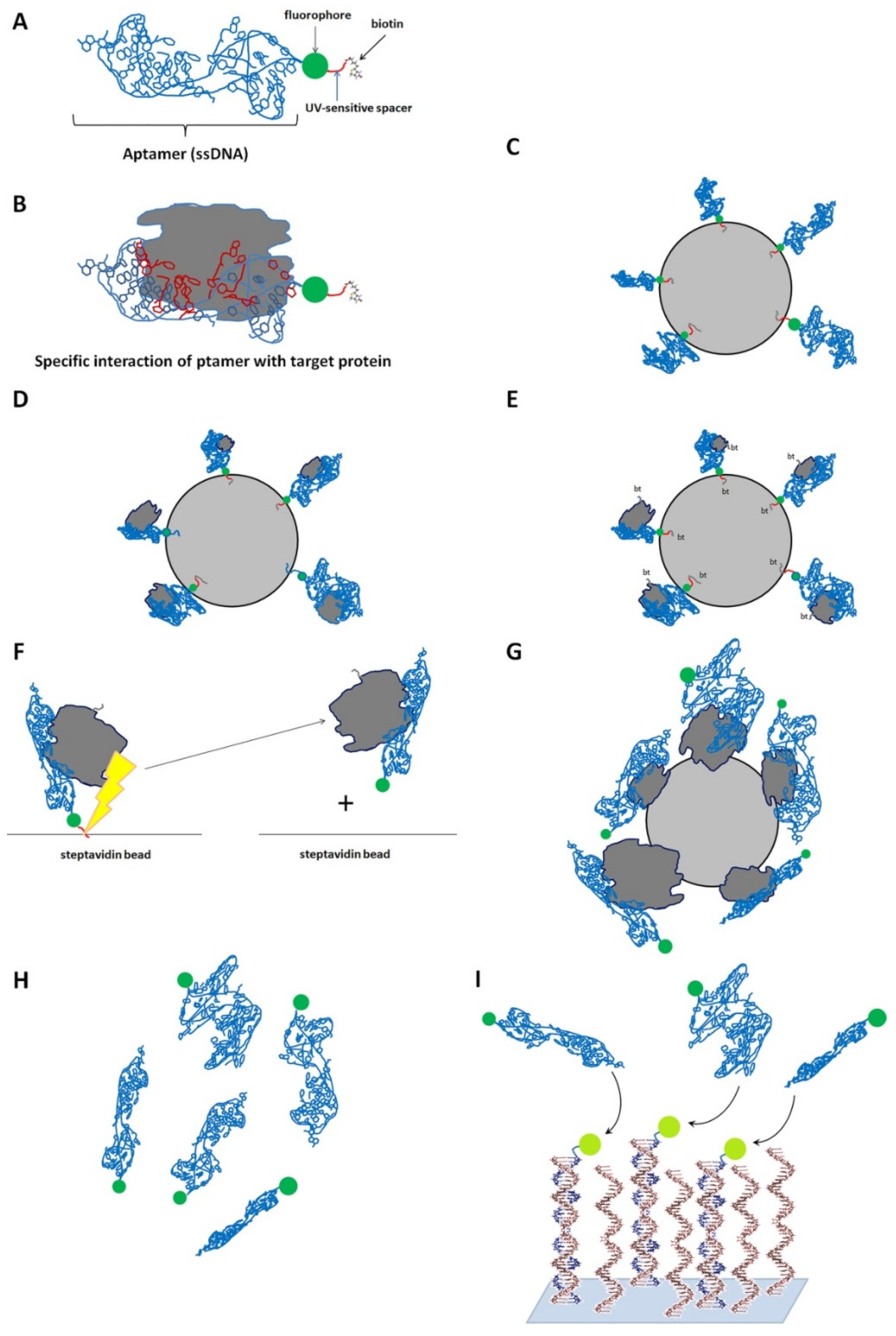 Biomedicines 10 00619 g005 550