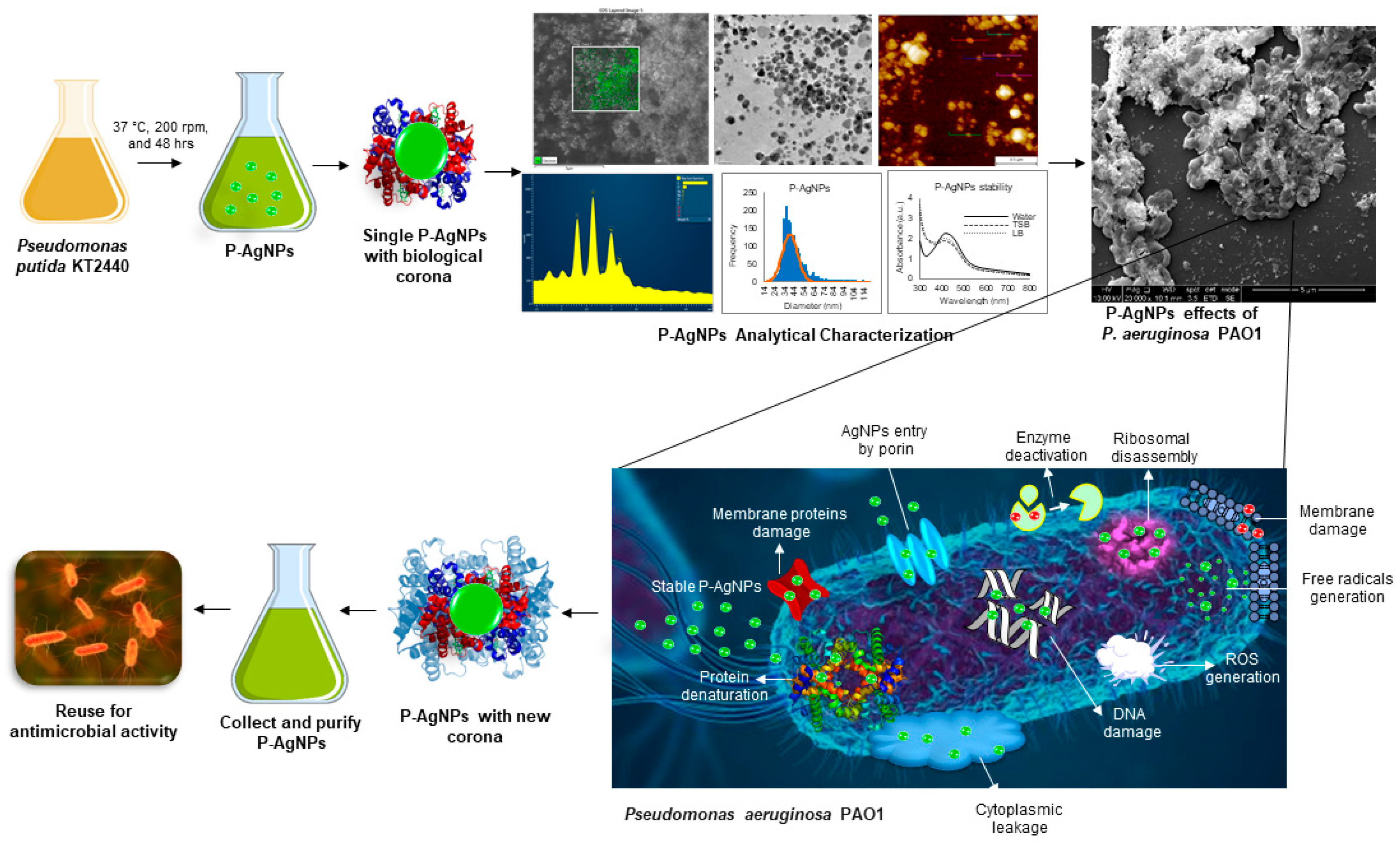 Biomedicines 10 00628 g001