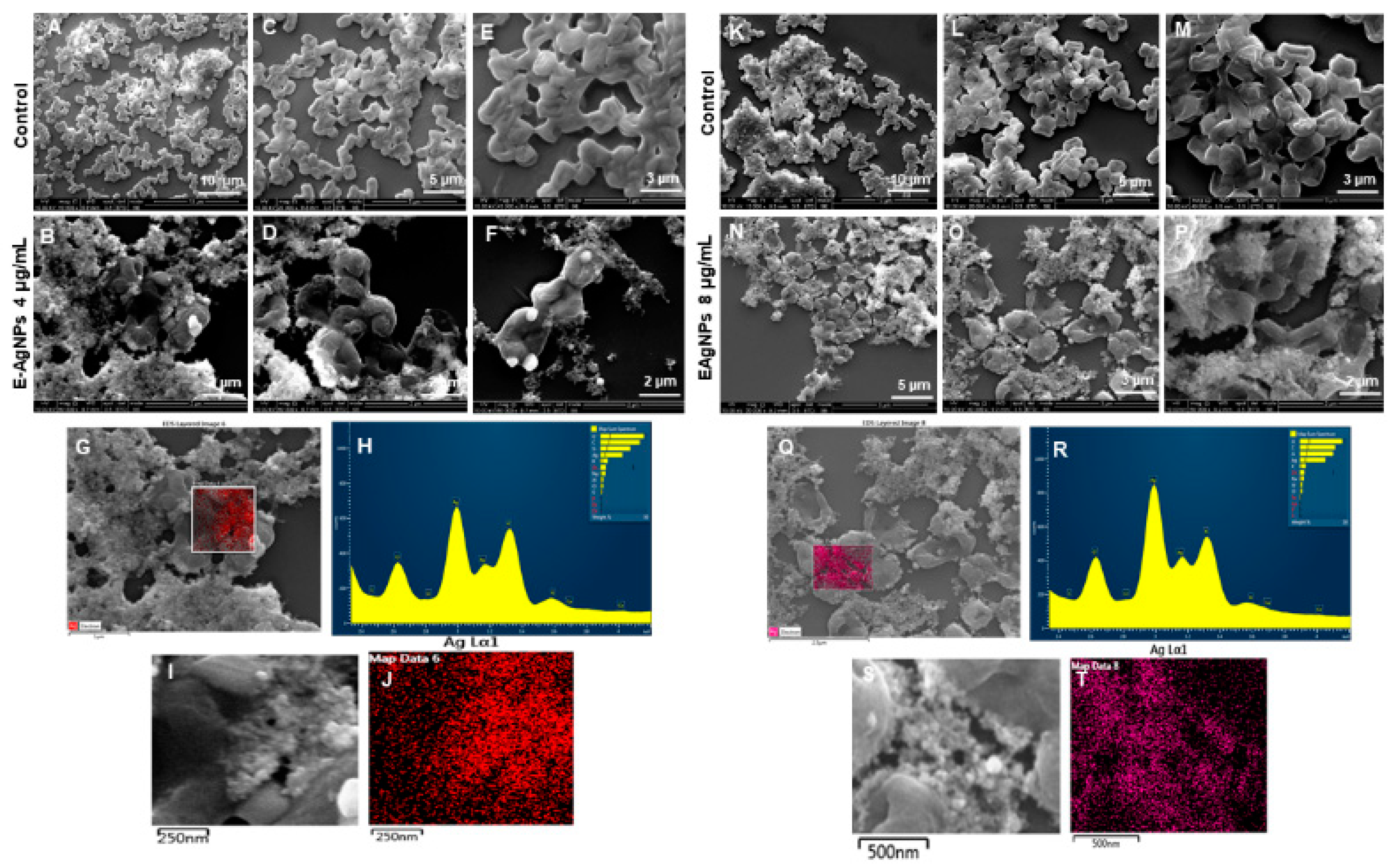Biomedicines 10 00628 g013