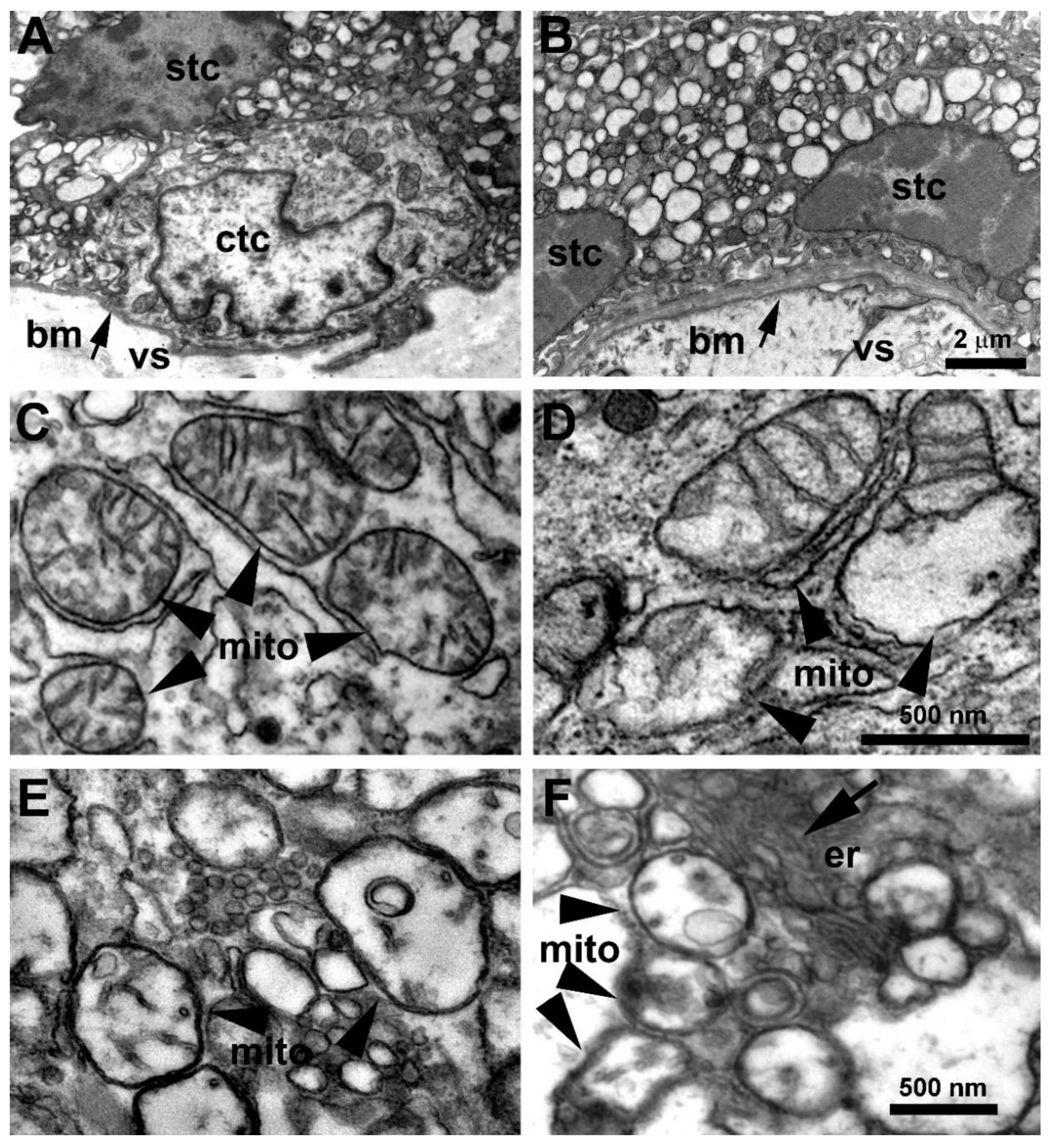Biomedicines 10 00634 g001 550