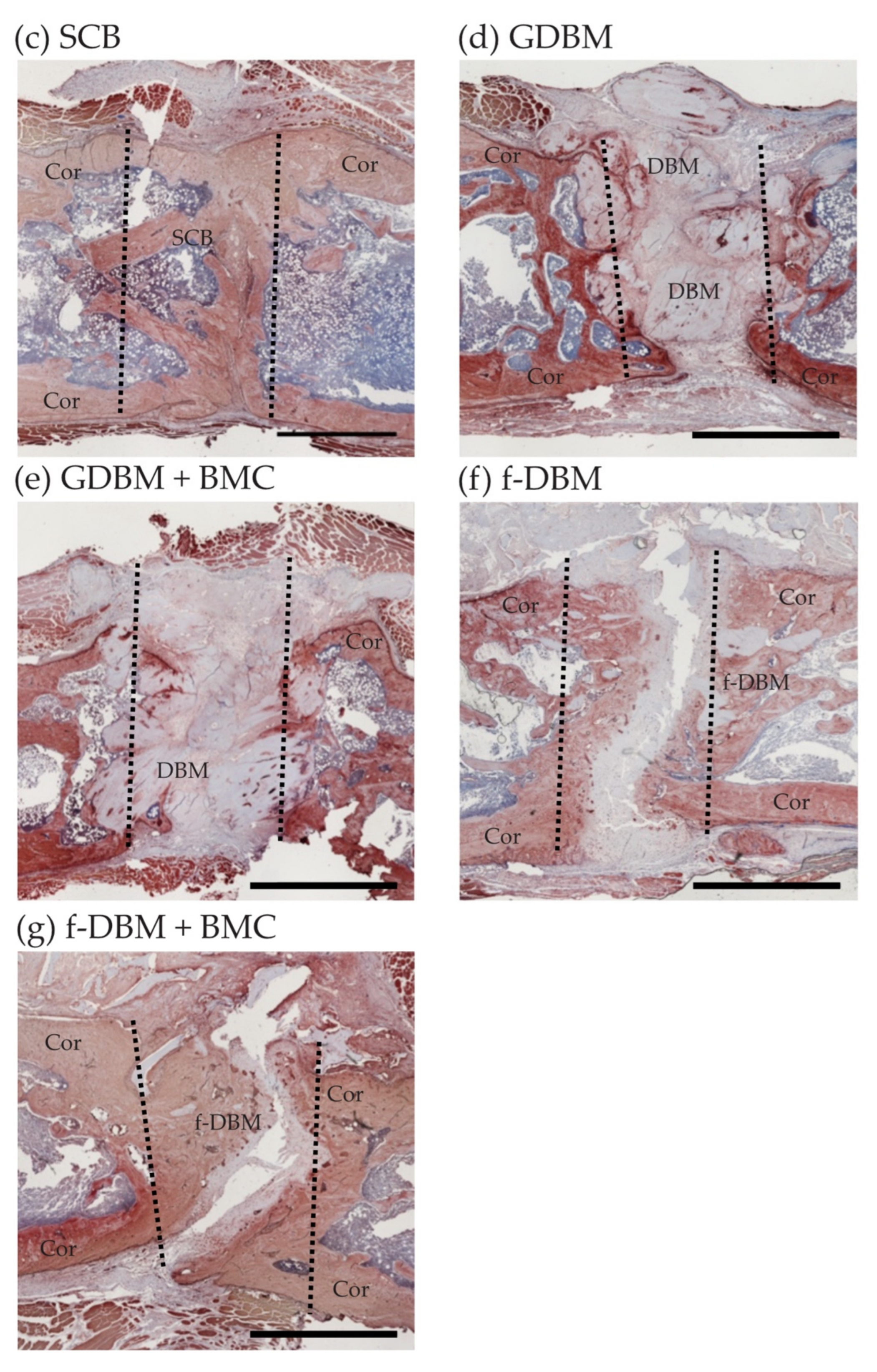 Biomedicines 10 00642 g006b 550