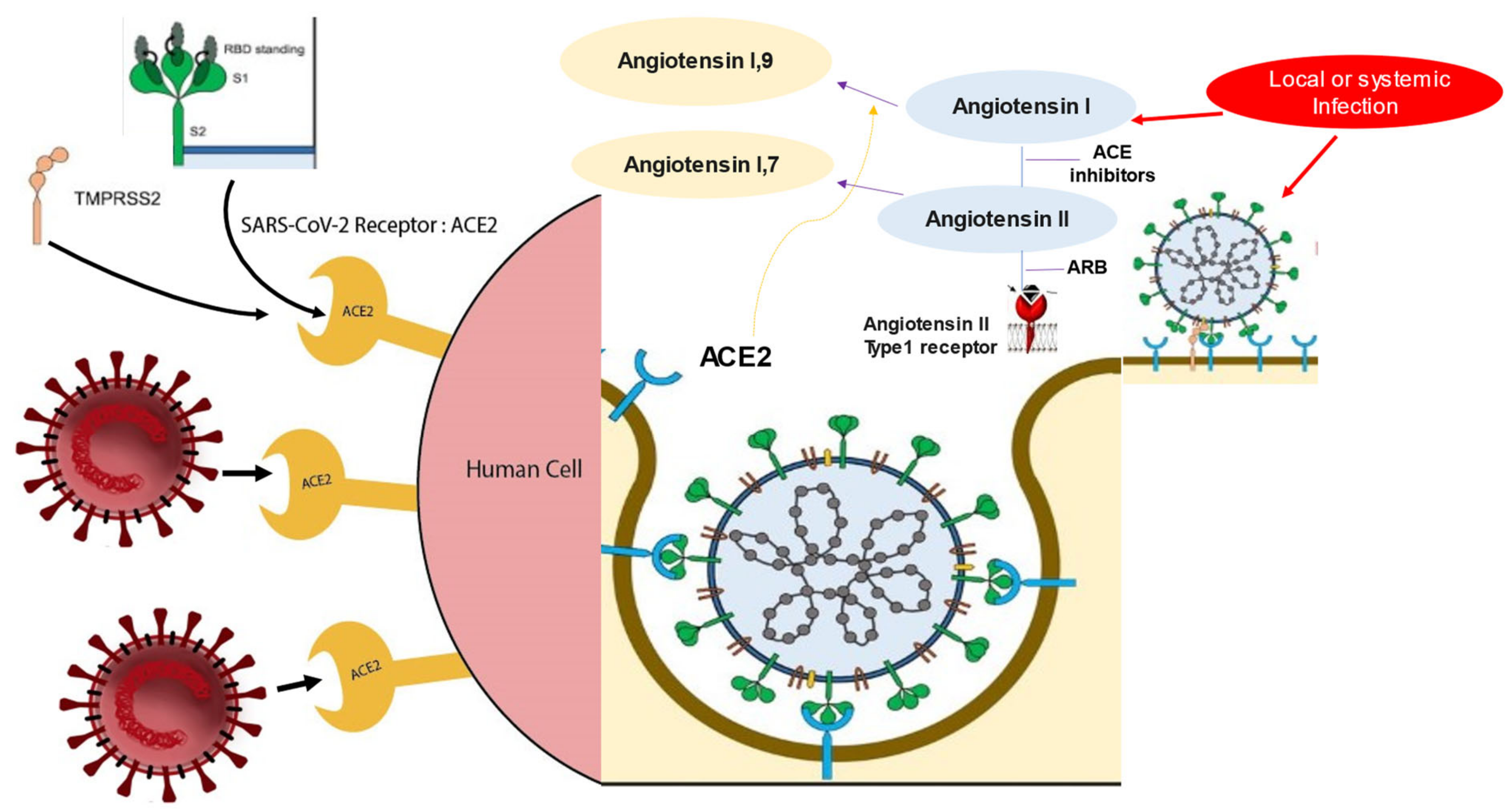 Biomedicines 10 00654 g002