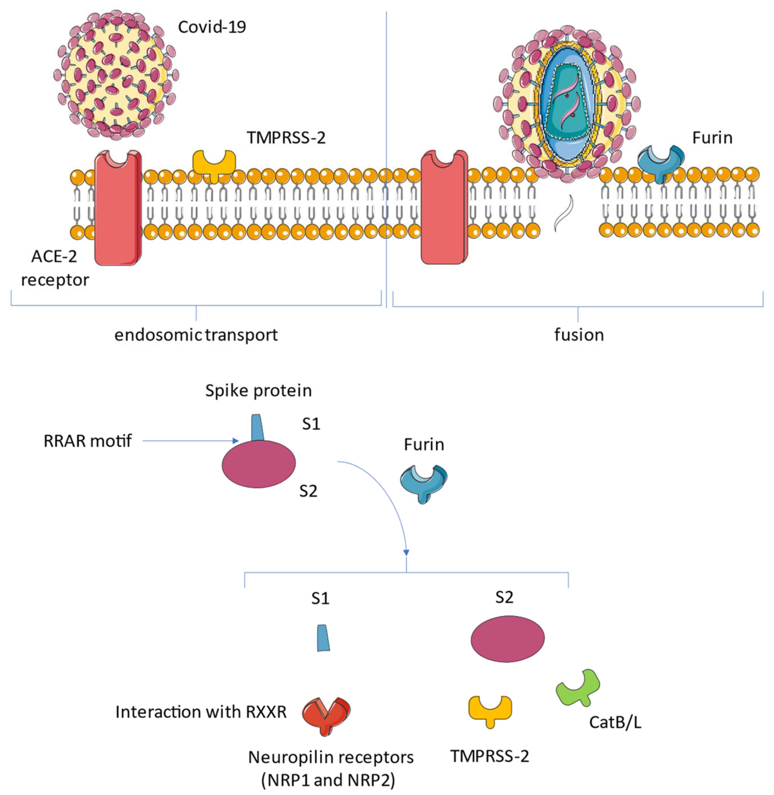 Biomedicines 10 00654 g003