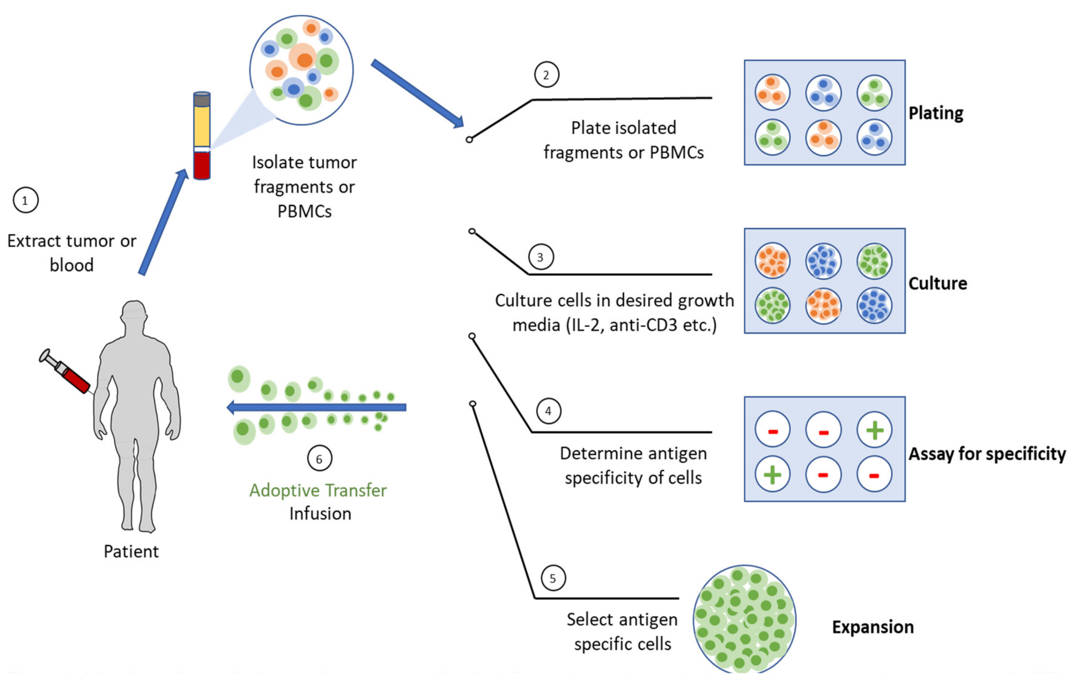 Biomedicines 10 00655 g001