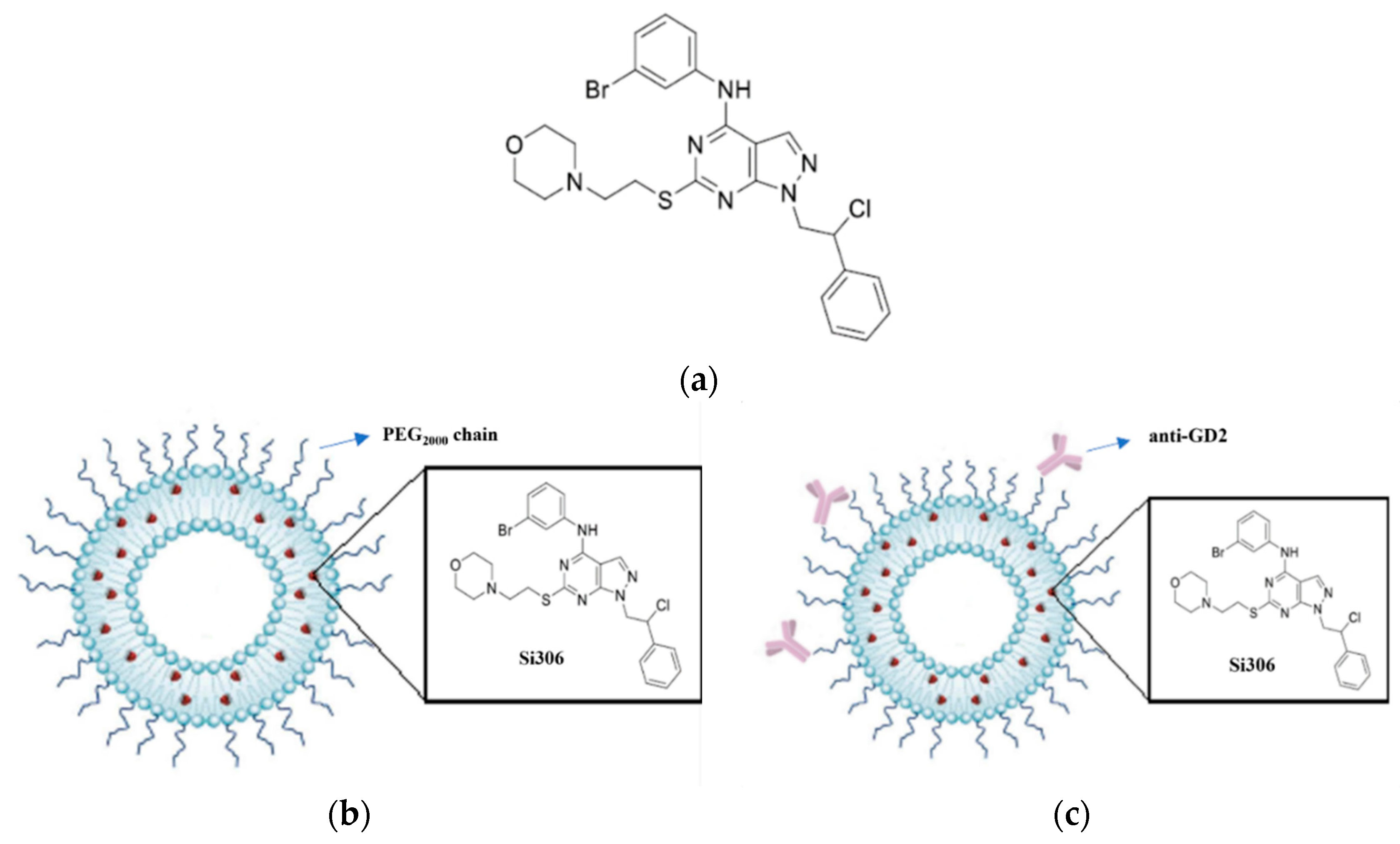 Biomedicines 10 00659 g001