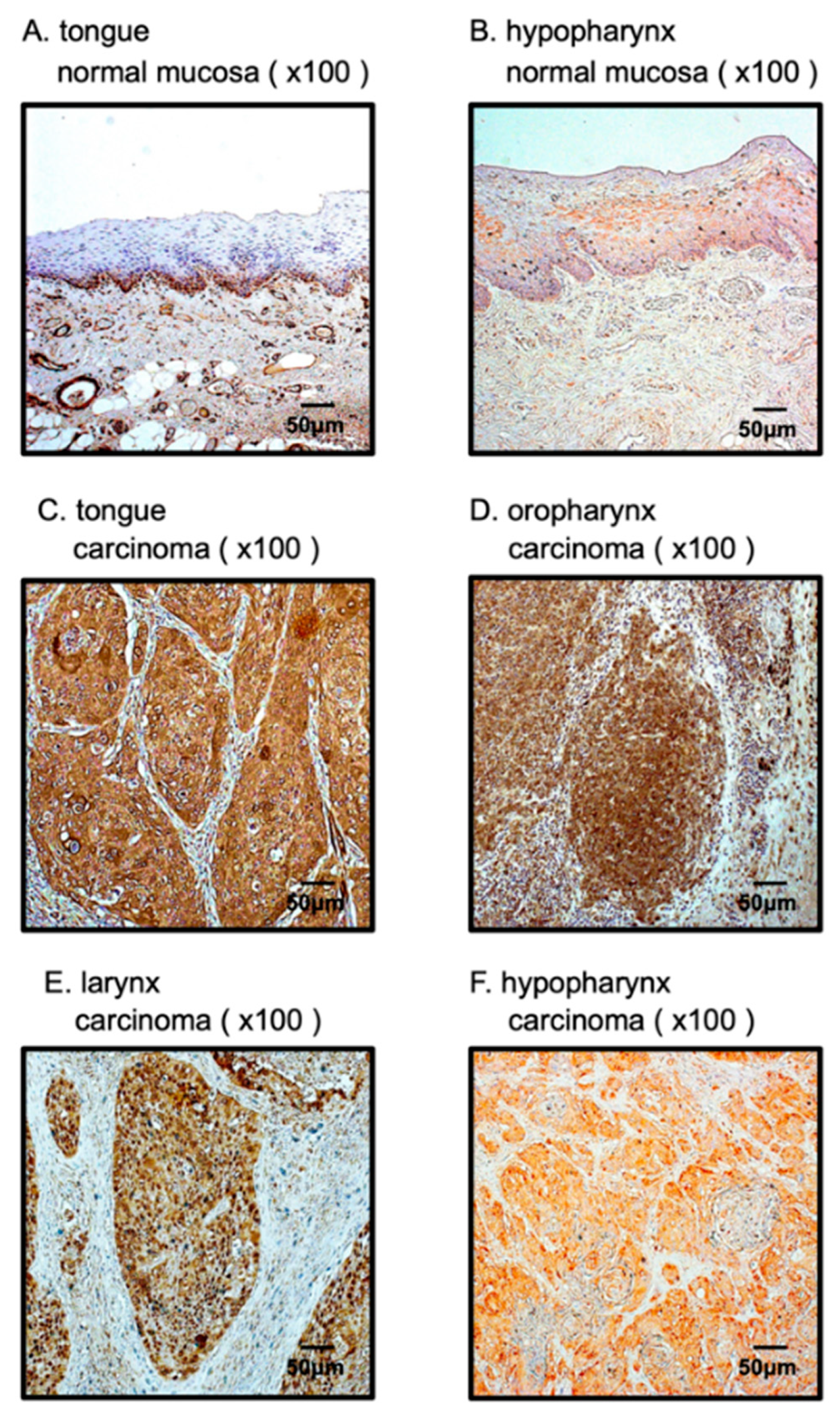 Biomedicines 10 00663 g007 Biomedicines 10 00663 g007