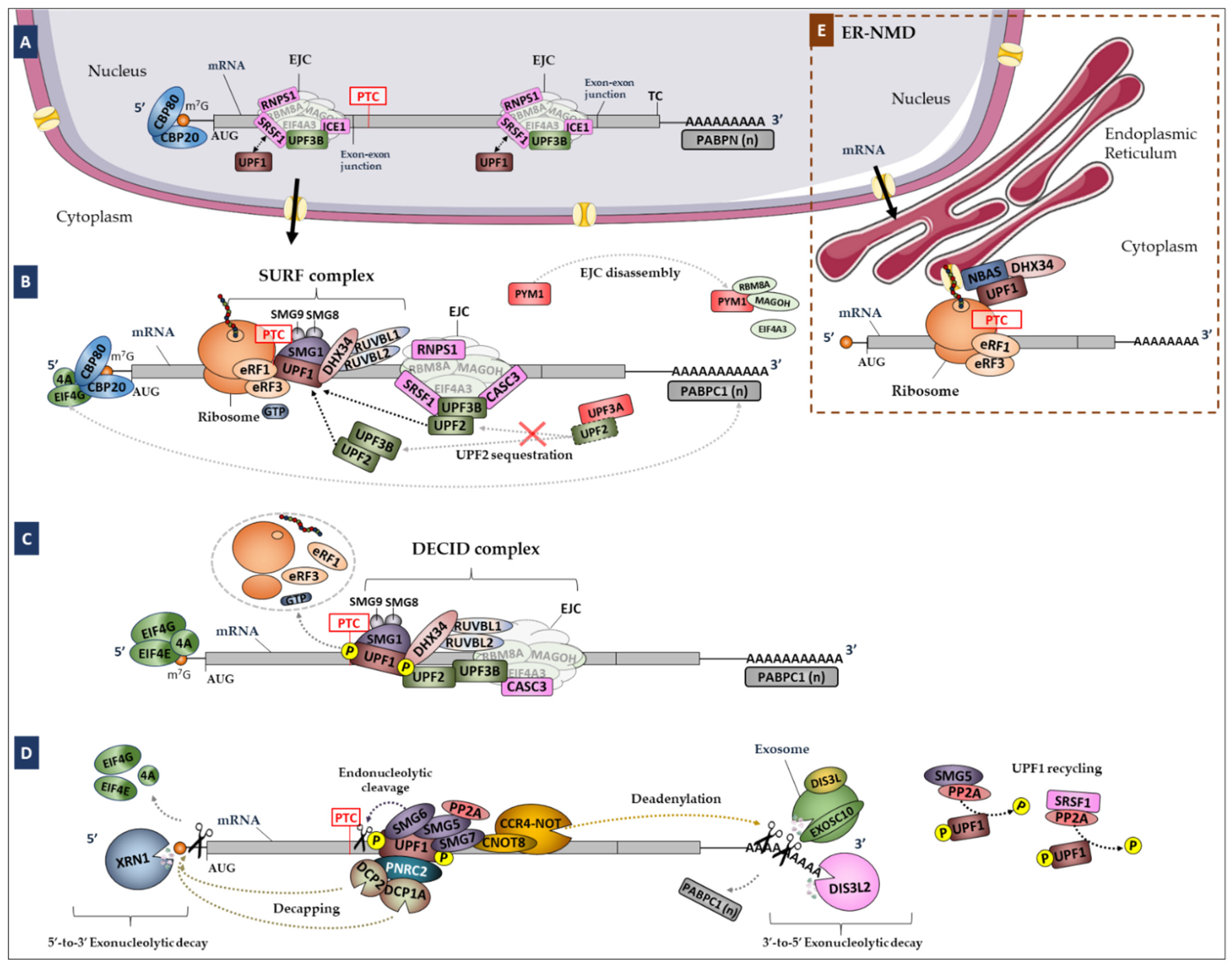 Biomedicines 10 00665 g001