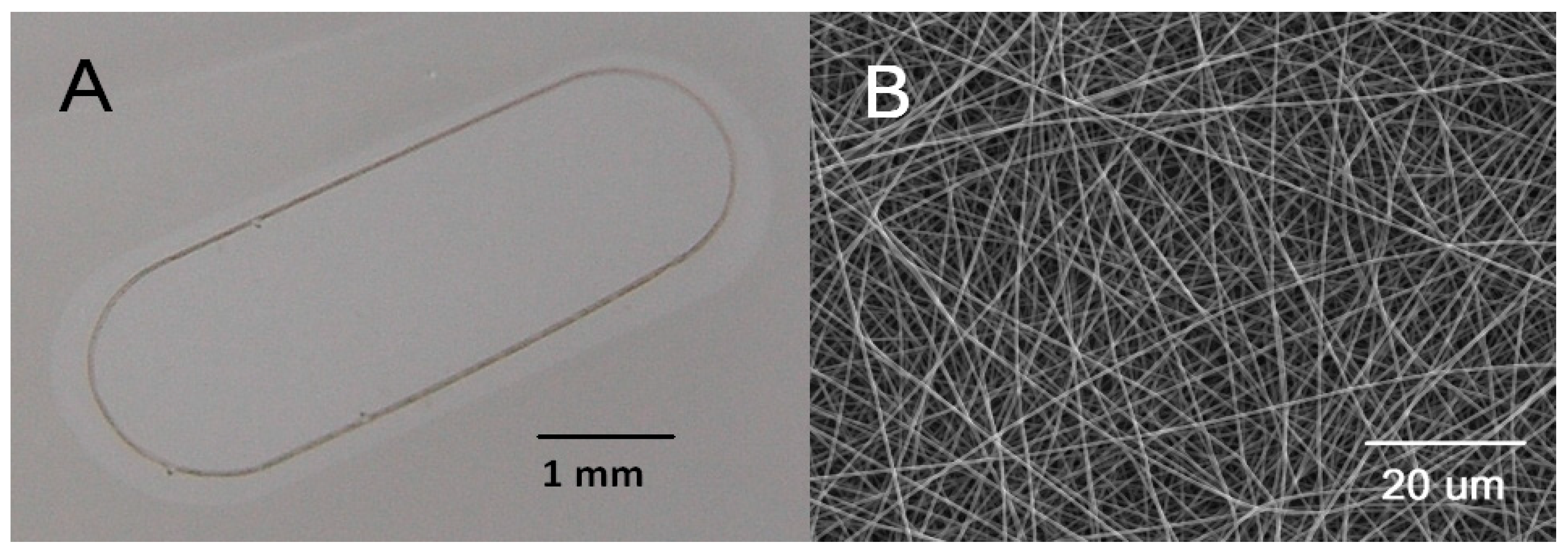 Biomedicines 10 00669 g001 Biomedicines 10 00669 g001