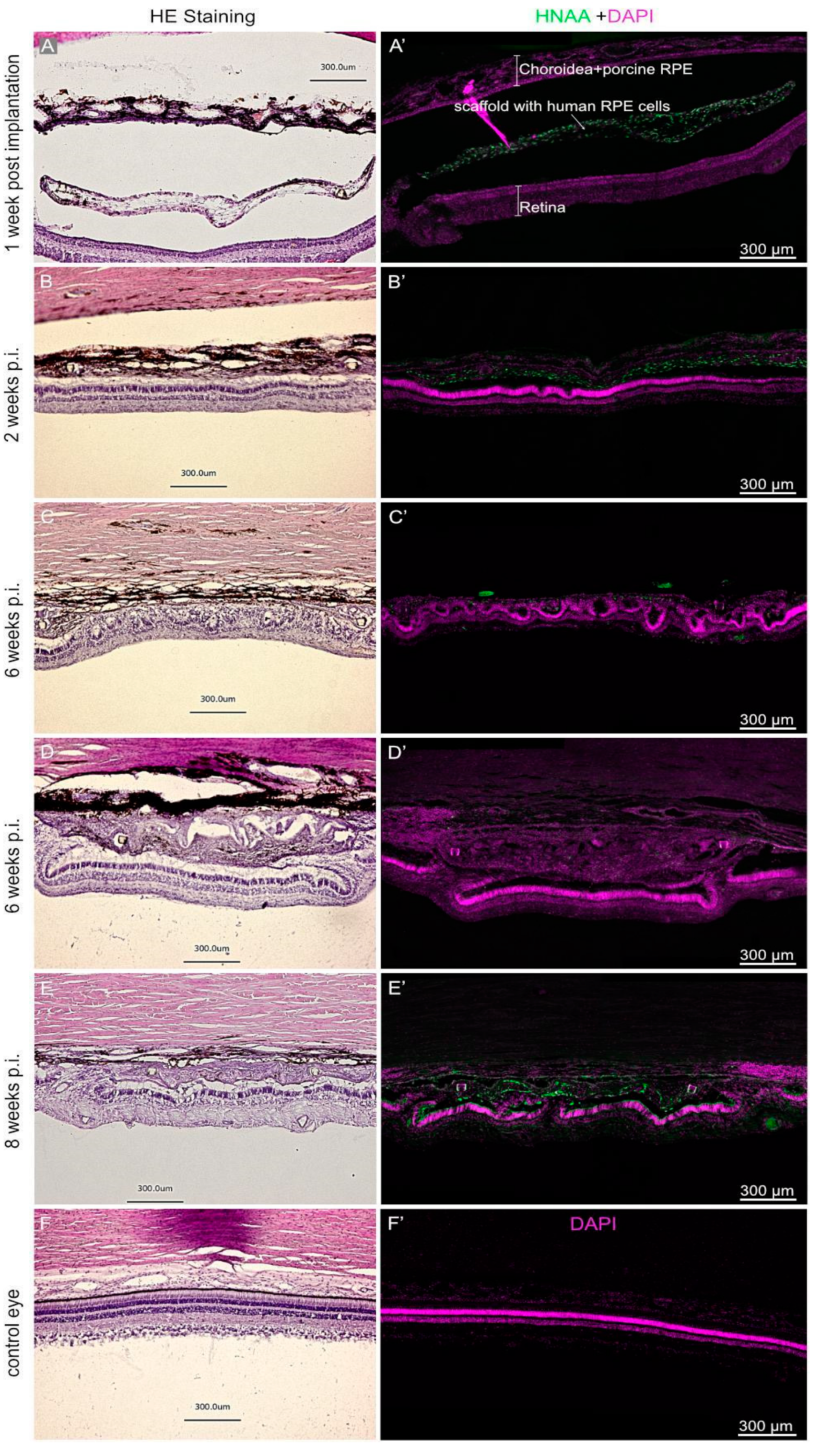 Biomedicines 10 00669 g005 Biomedicines 10 00669 g005