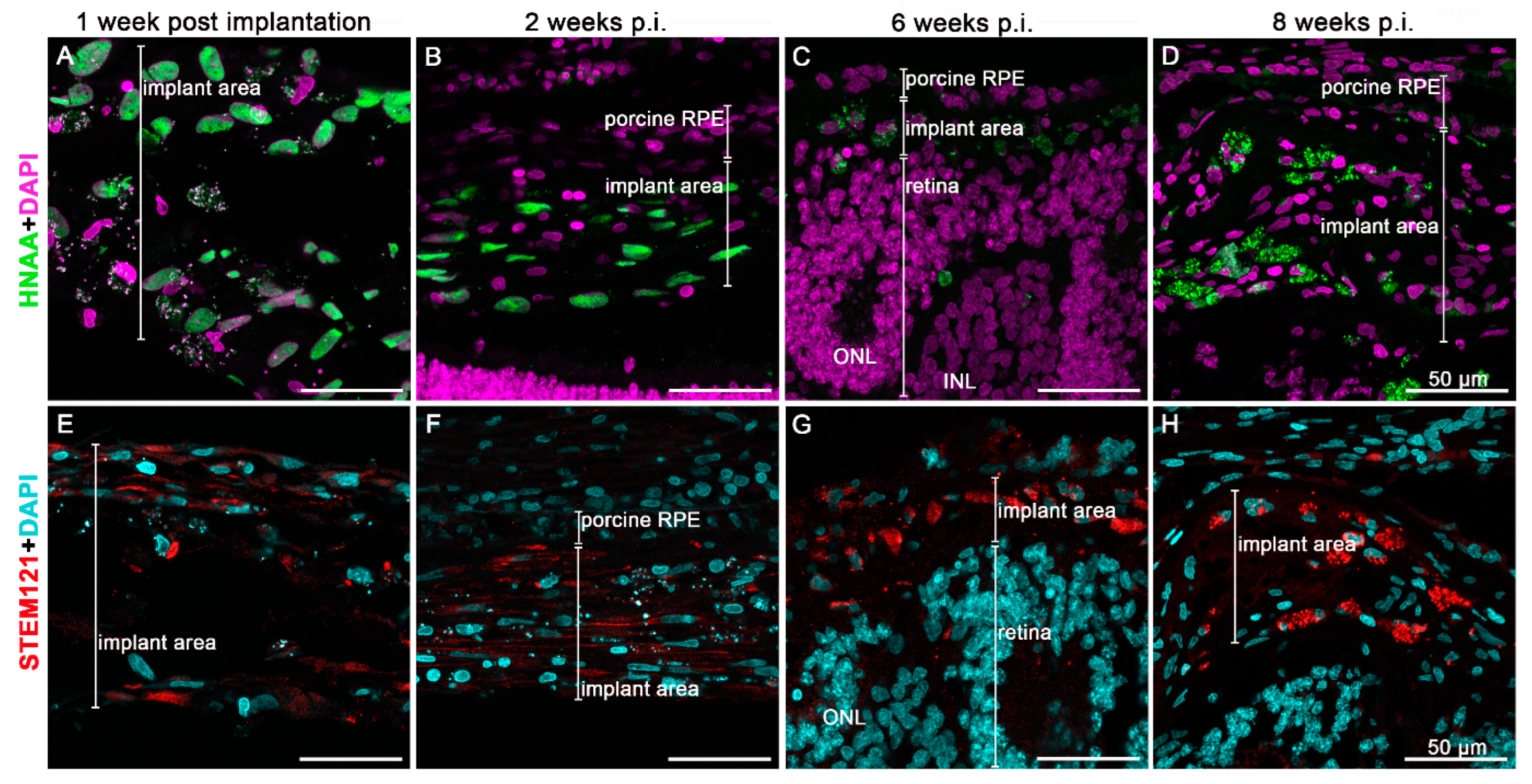 Biomedicines 10 00669 g006 Biomedicines 10 00669 g006