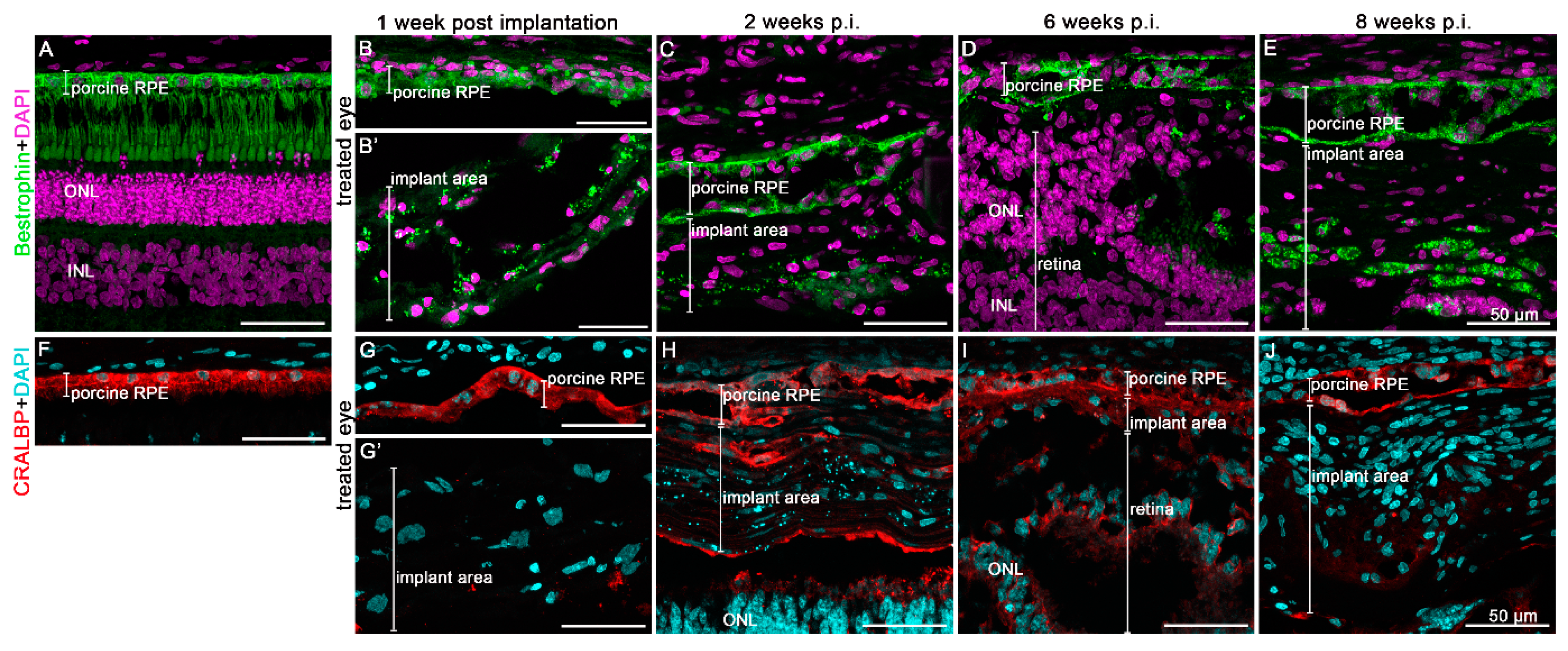 Biomedicines 10 00669 g007 Biomedicines 10 00669 g007
