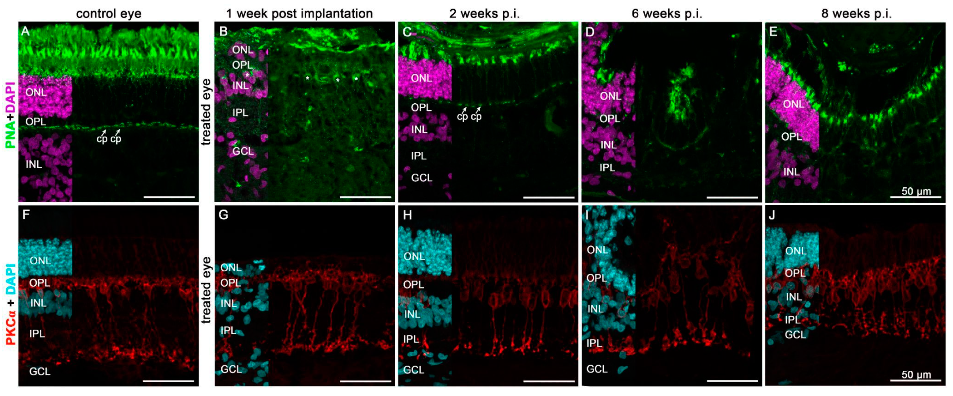 Biomedicines 10 00669 g008 Biomedicines 10 00669 g008