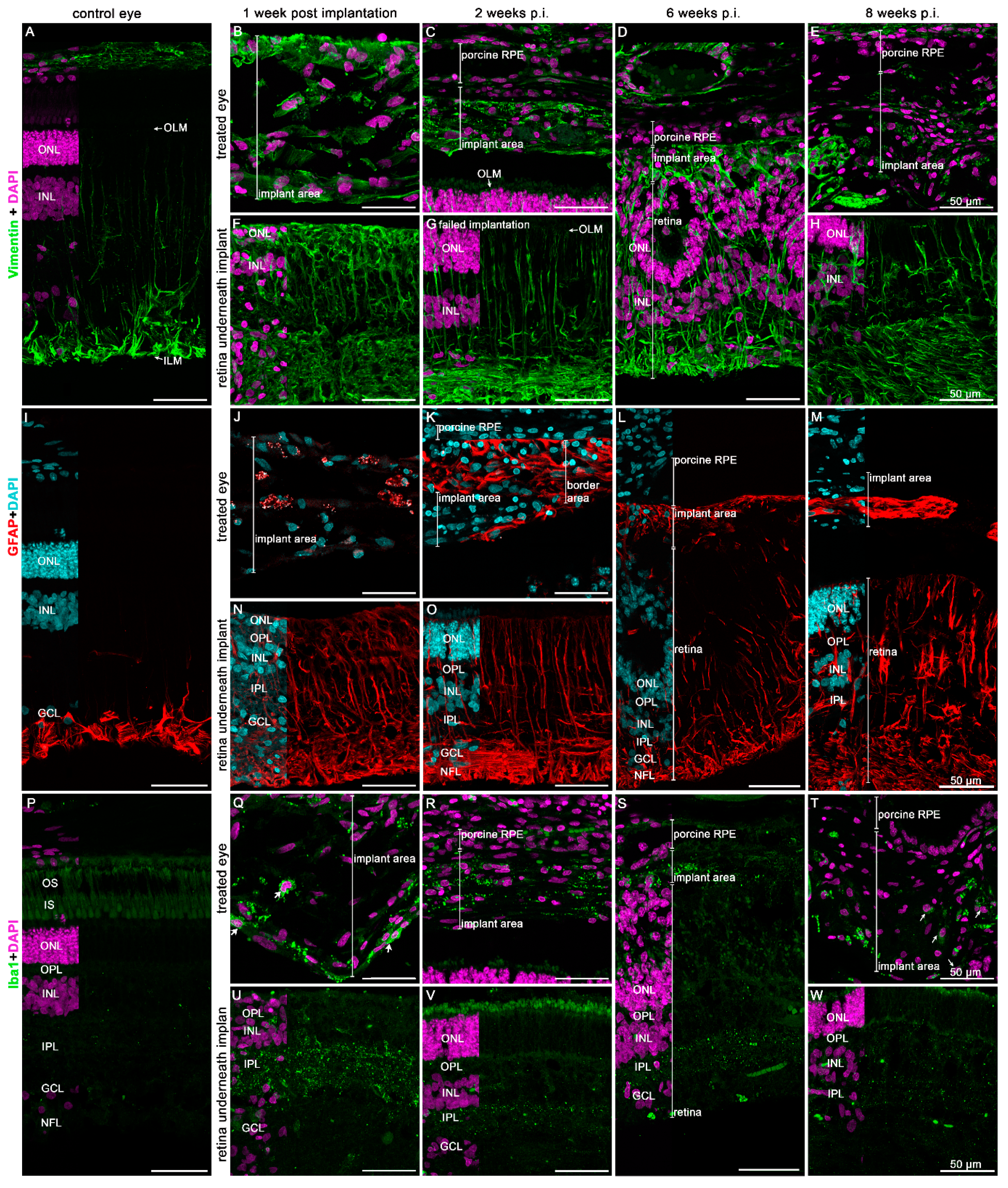 Biomedicines 10 00669 g009 Biomedicines 10 00669 g009