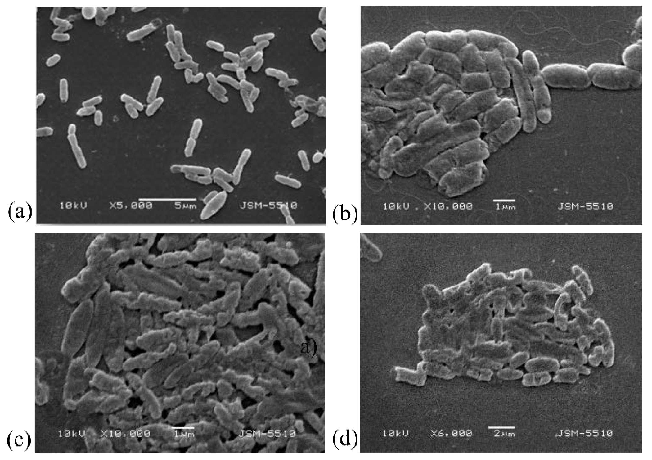 Biomedicines 10 00672 g006 550