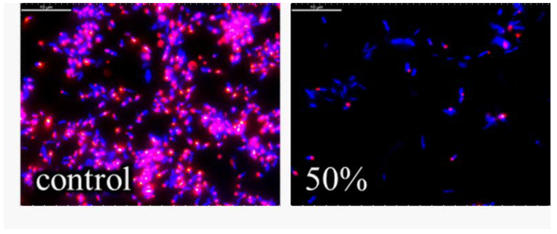 Biomedicines 10 00672 g007 550