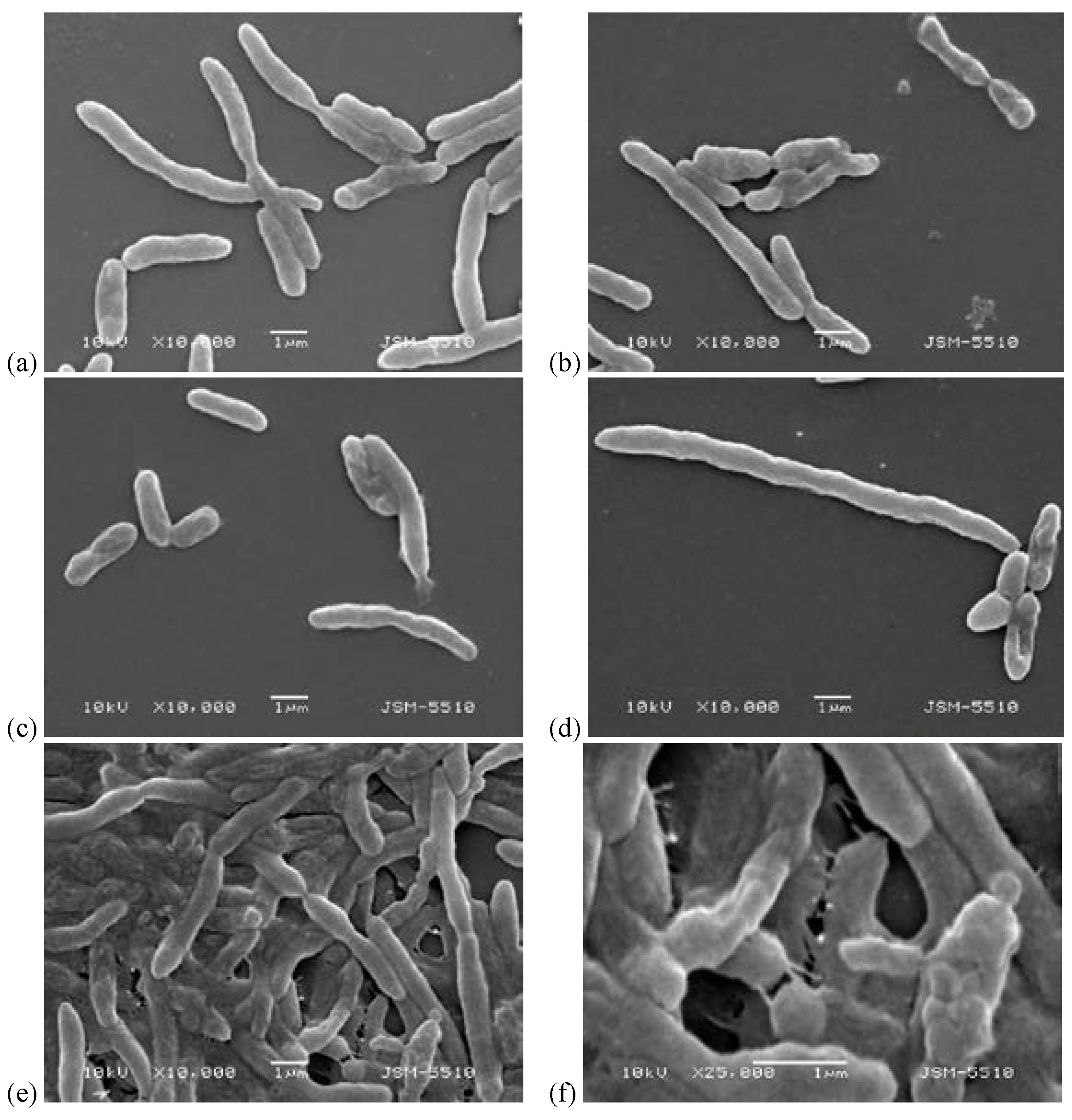 Biomedicines 10 00672 g011 550