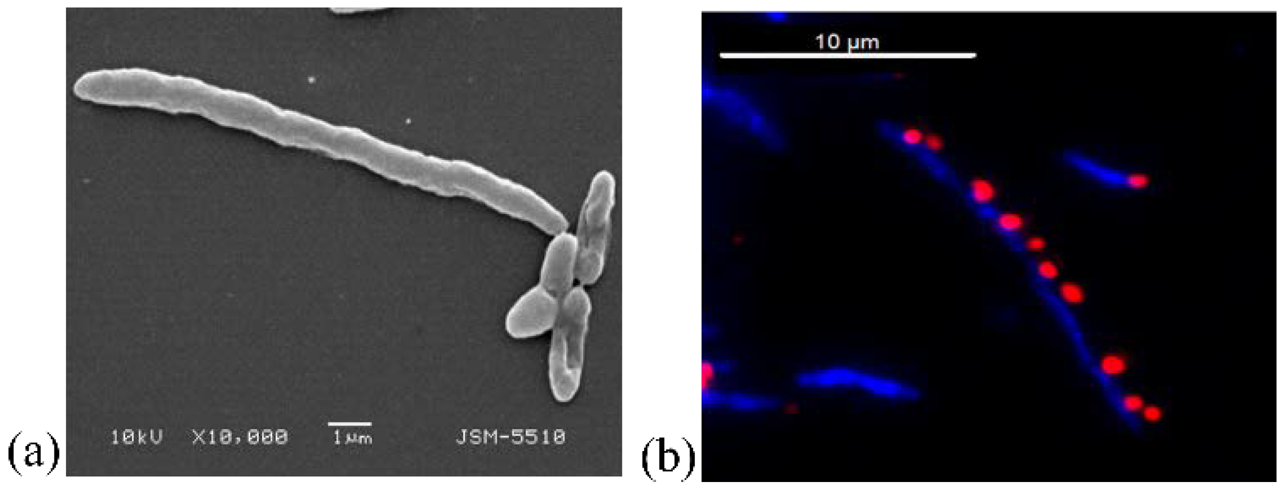 Biomedicines 10 00672 g012 550