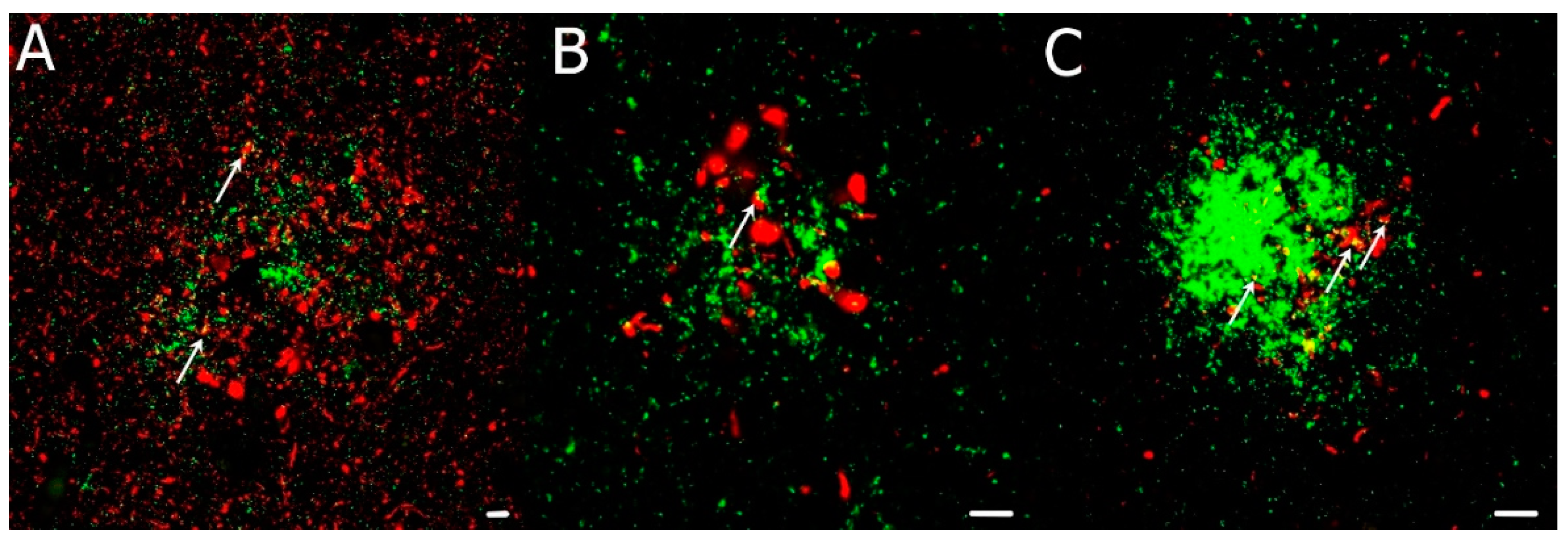 Biomedicines 10 00680 g003 Biomedicines 10 00680 g003