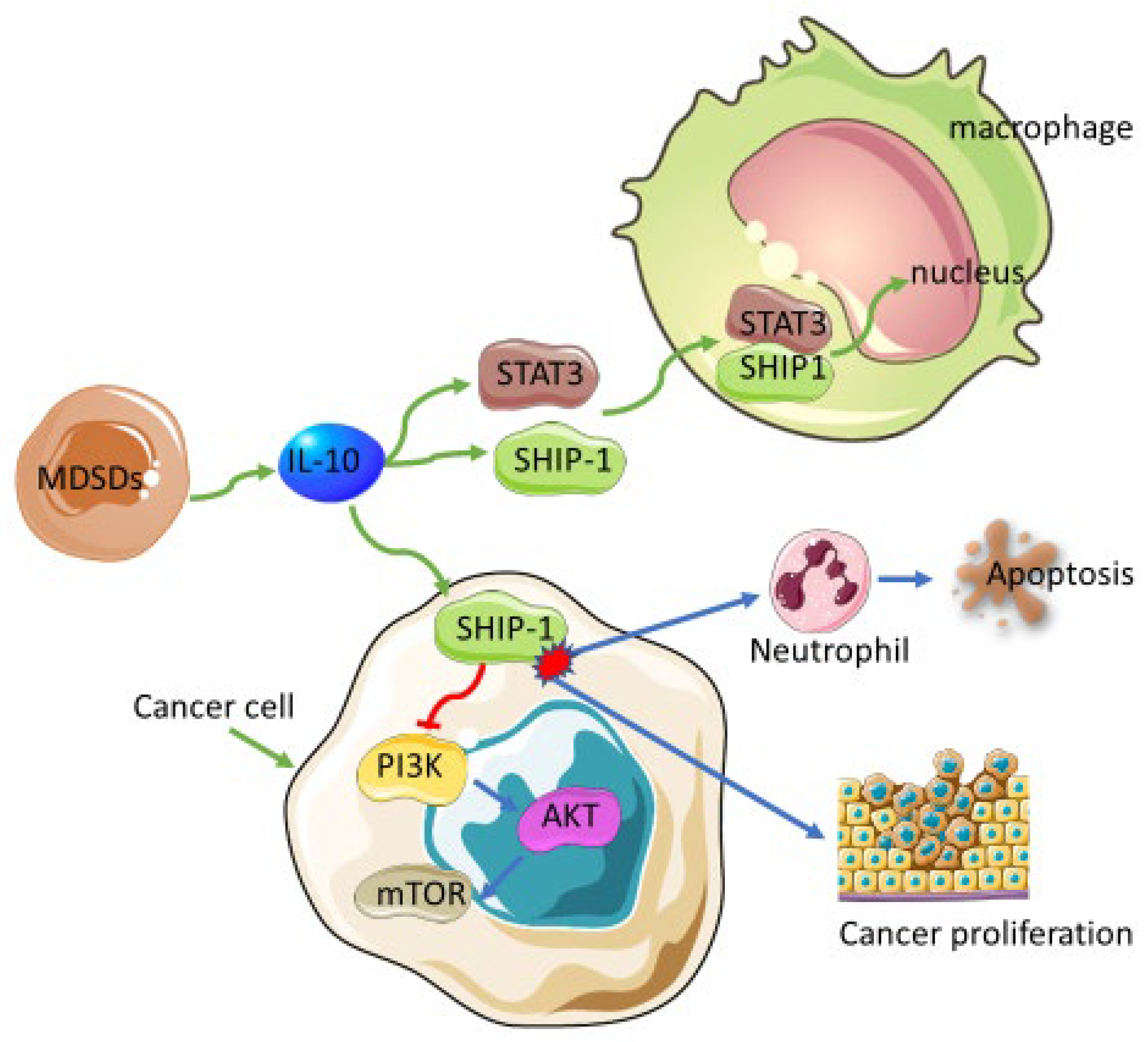 Biomedicines 10 00682 g003