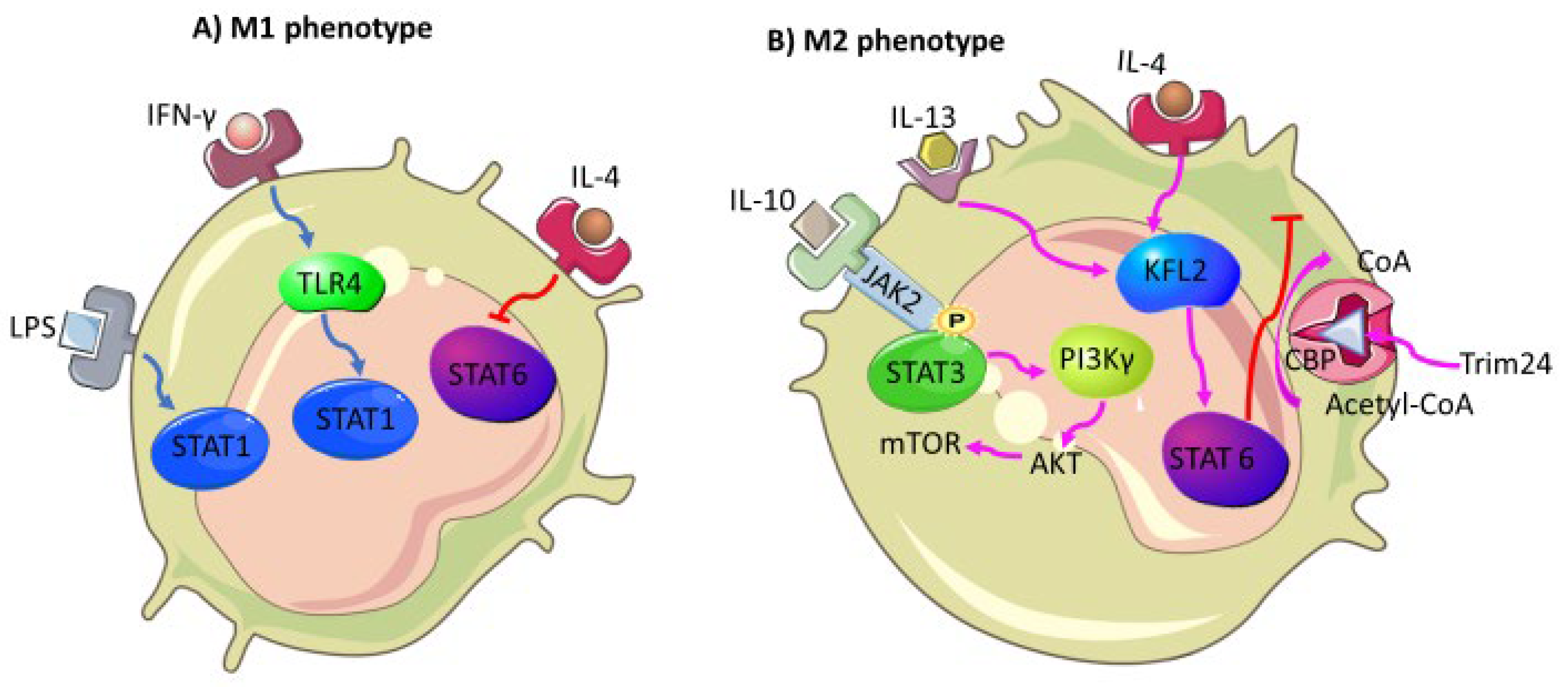 Biomedicines 10 00682 g004