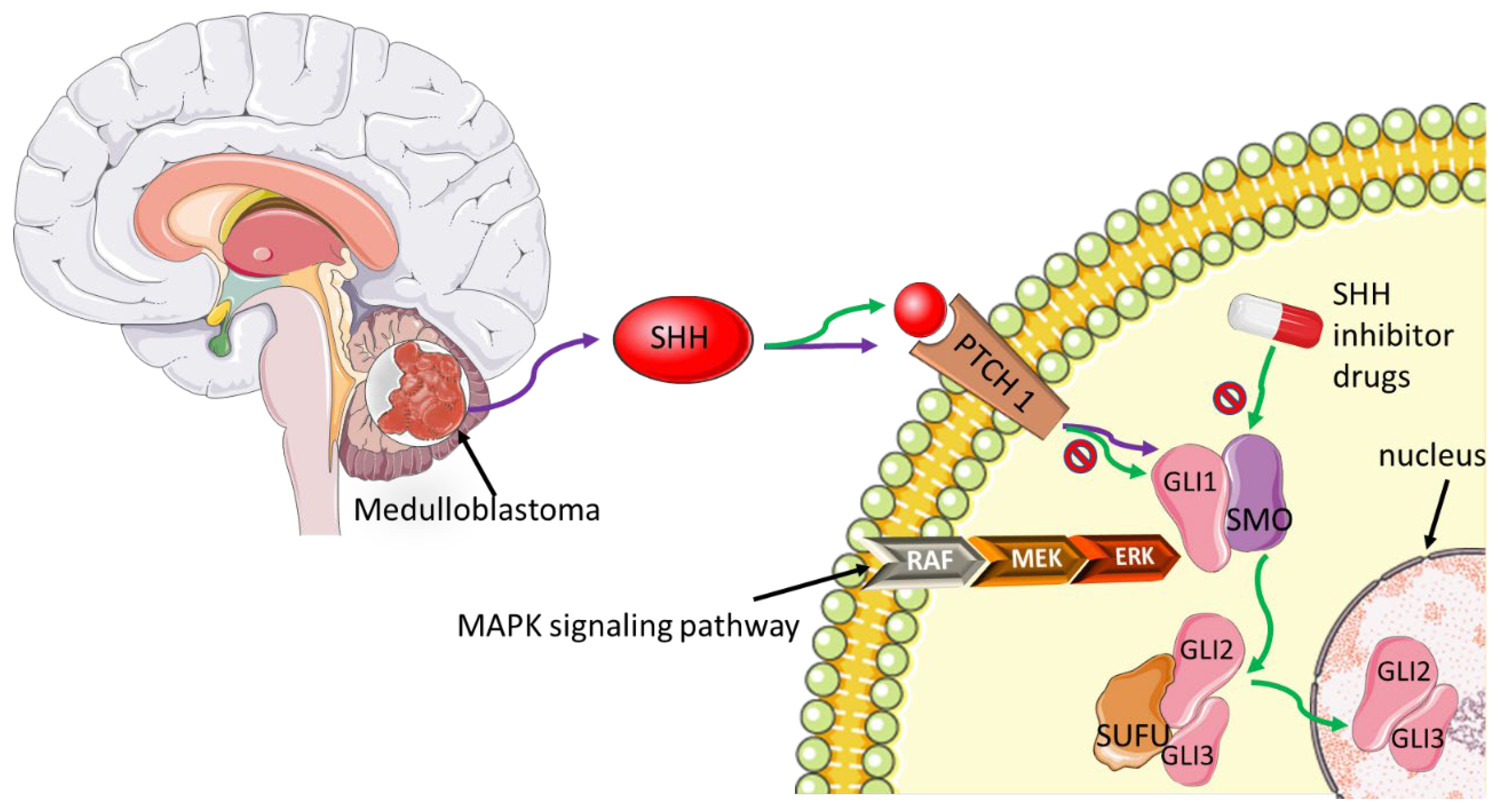 Biomedicines 10 00682 g005