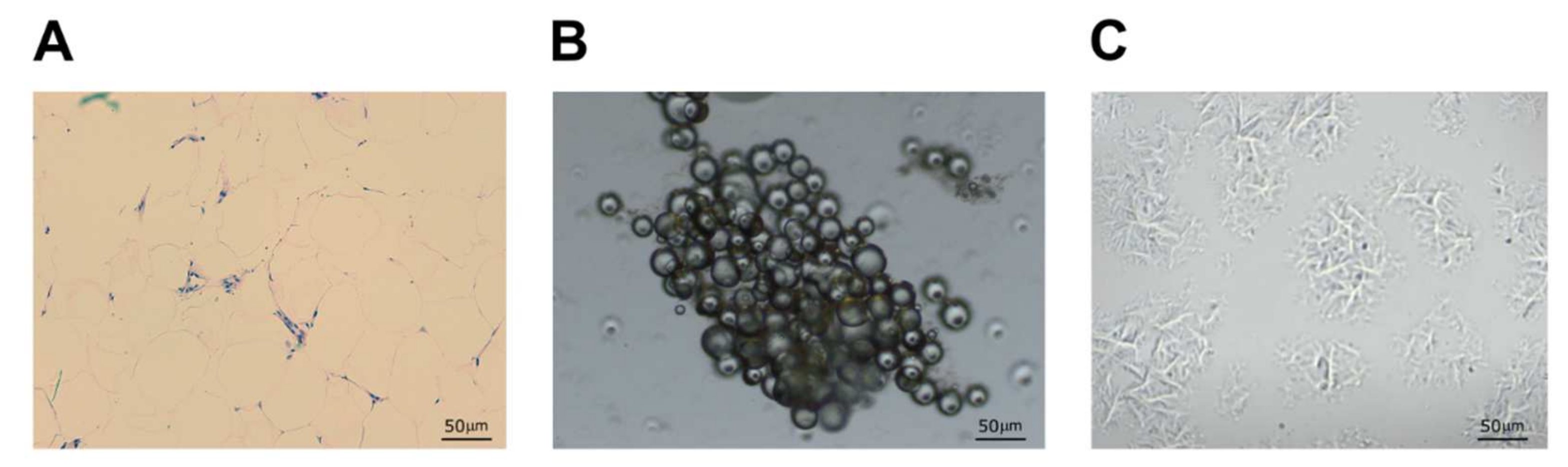 Biomedicines 10 00684 g002 550