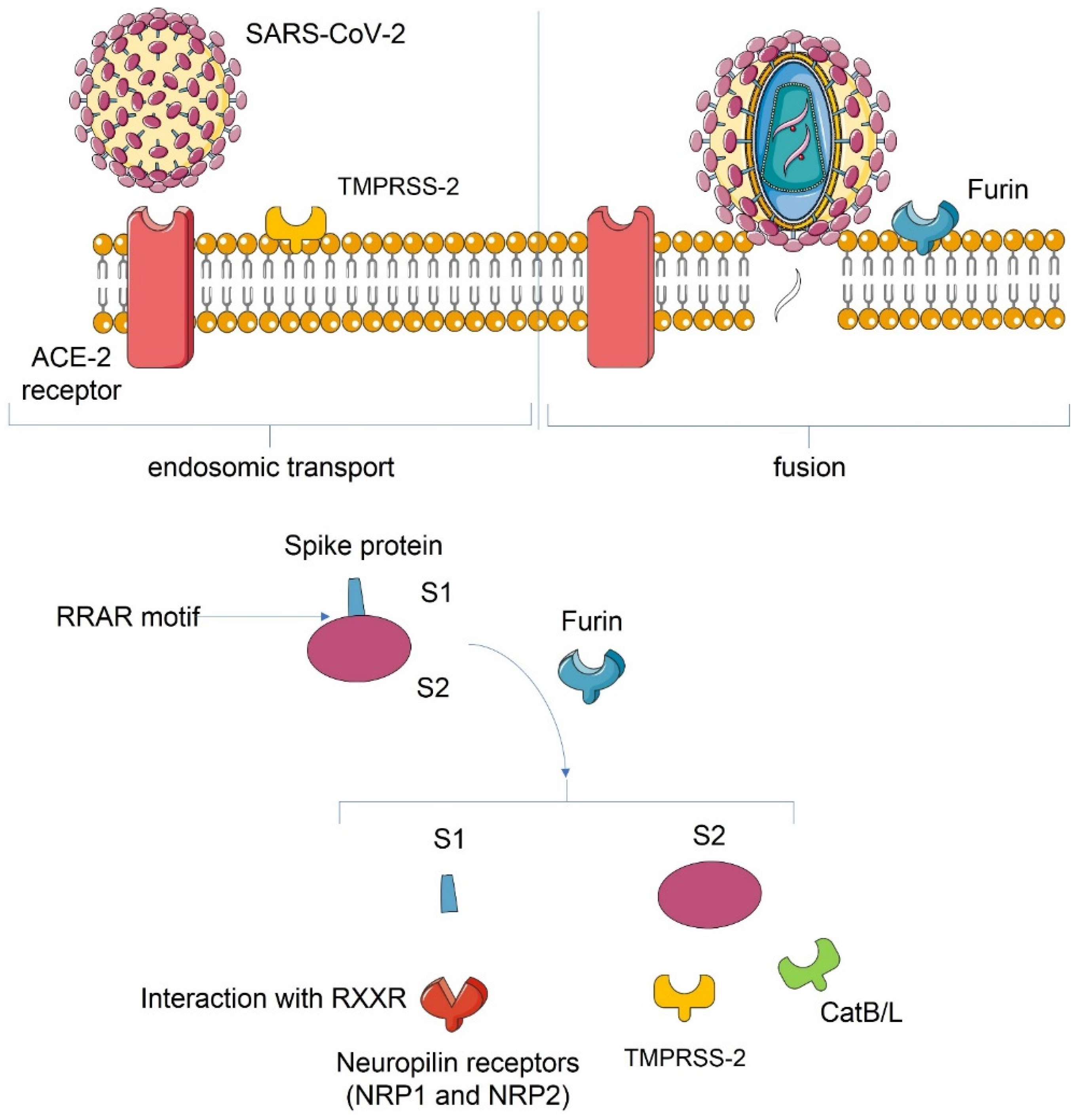 Biomedicines 10 00702 g001