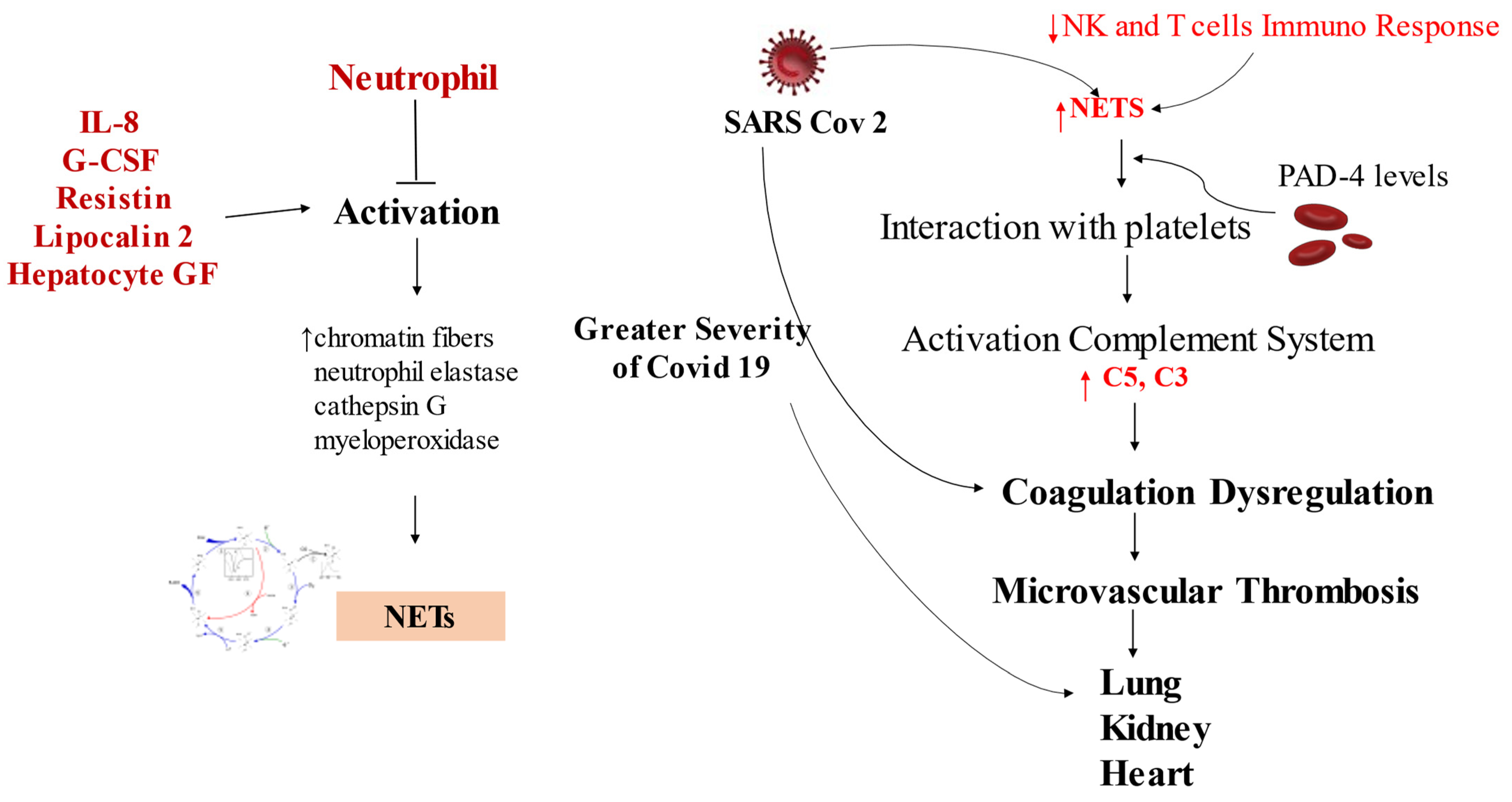 Biomedicines 10 00702 g002
