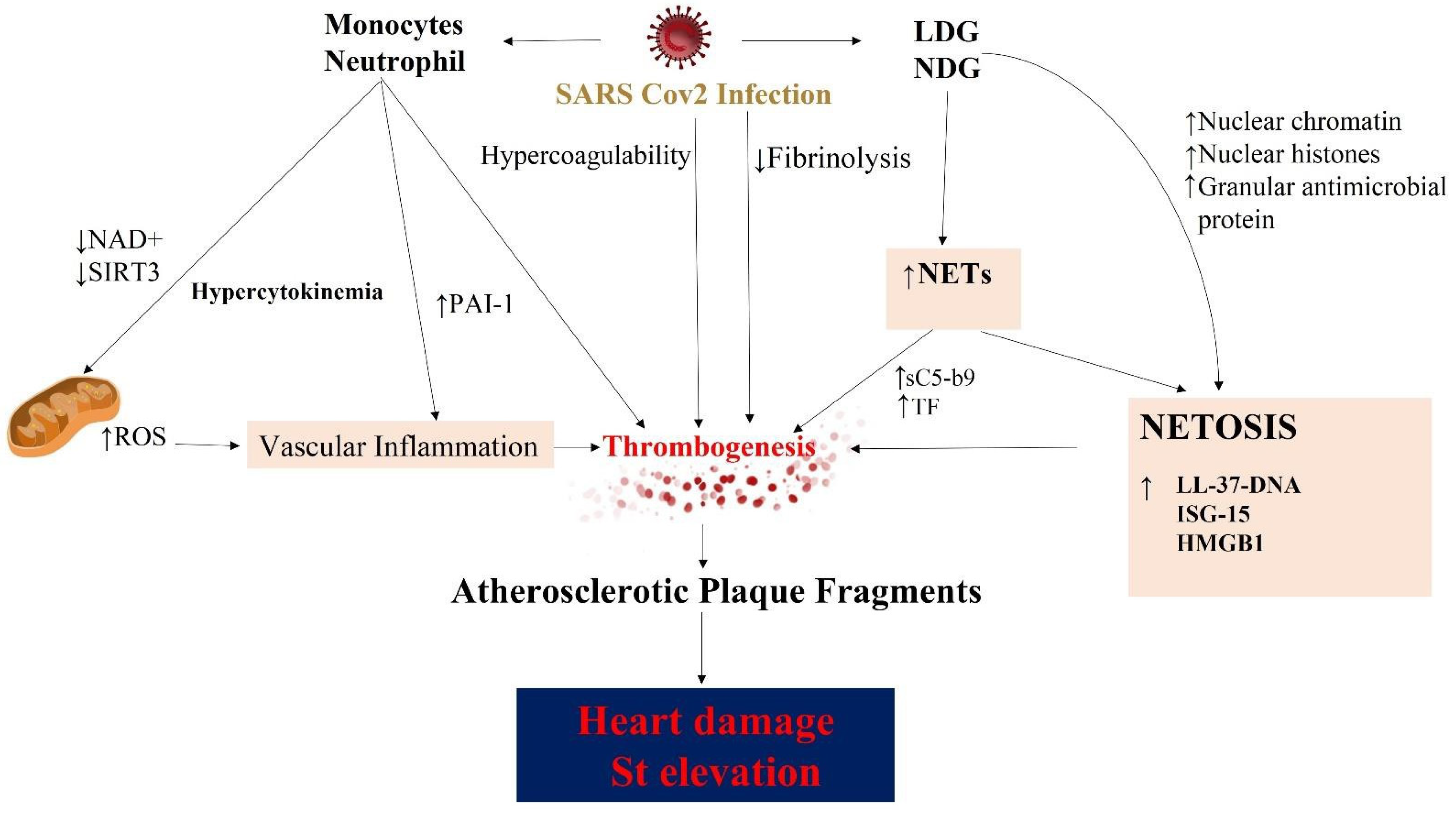 Biomedicines 10 00702 g006