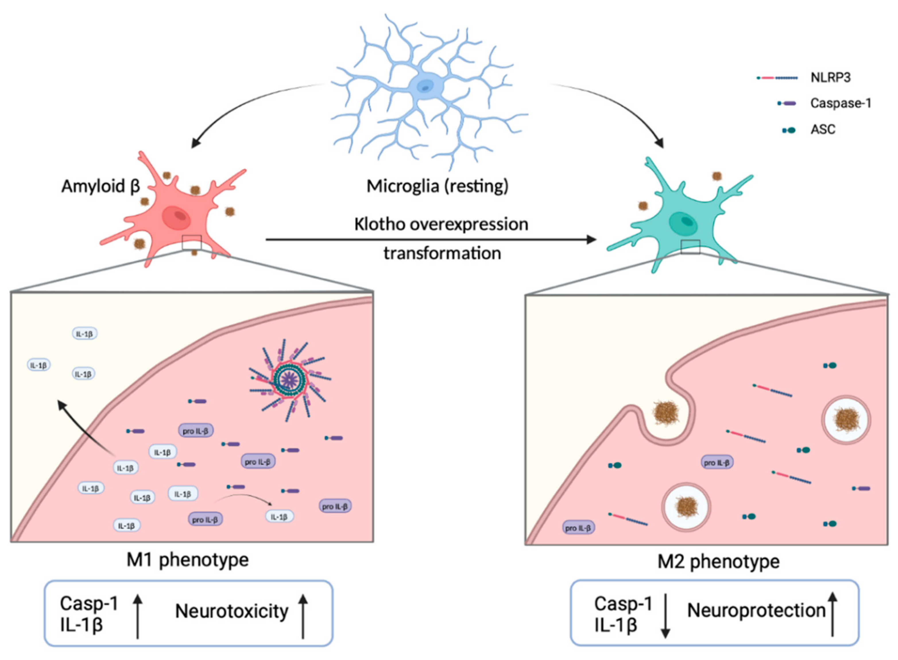 Biomedicines 10 00705 g003 550