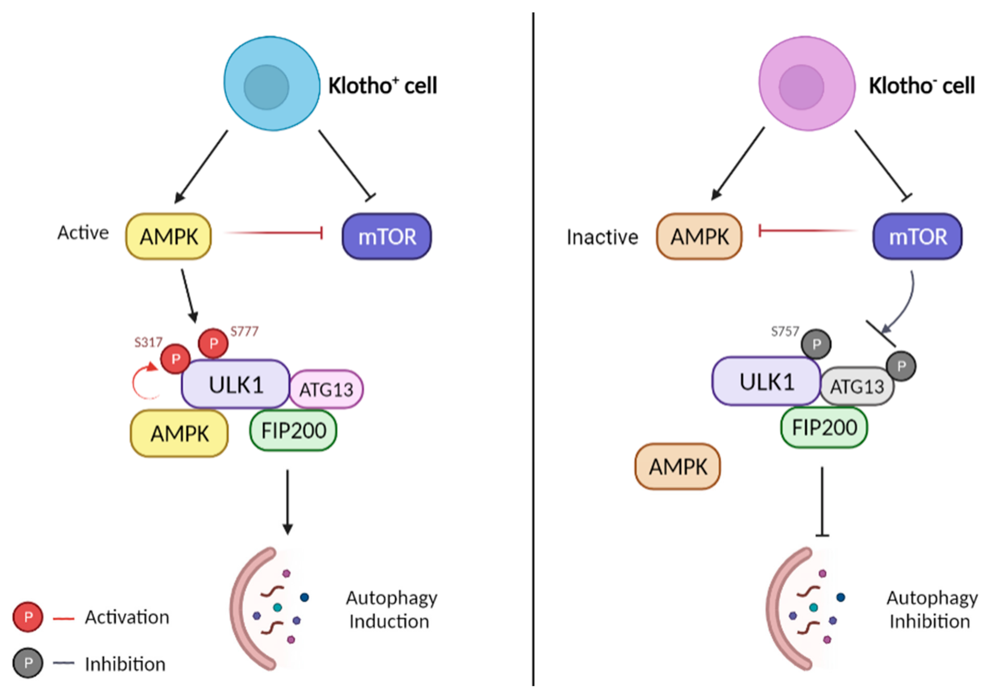 Biomedicines 10 00705 g004 550