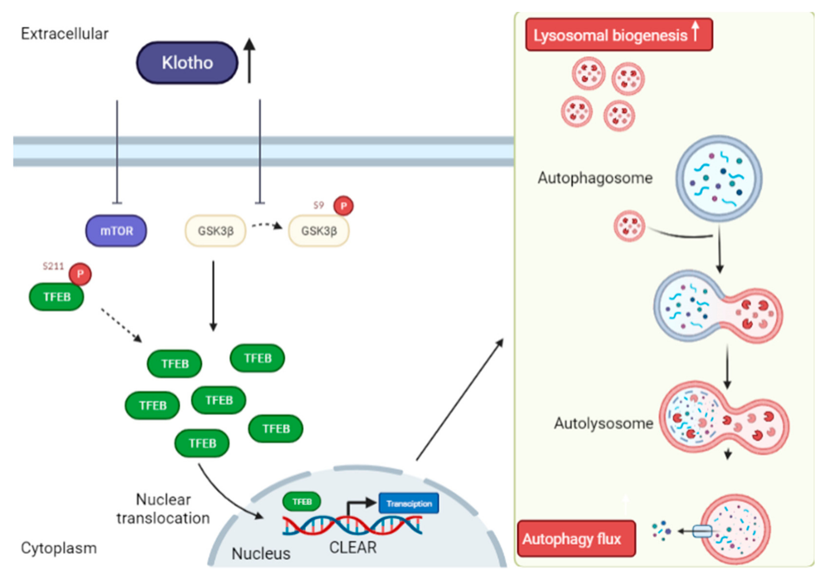 Biomedicines 10 00705 g005 550