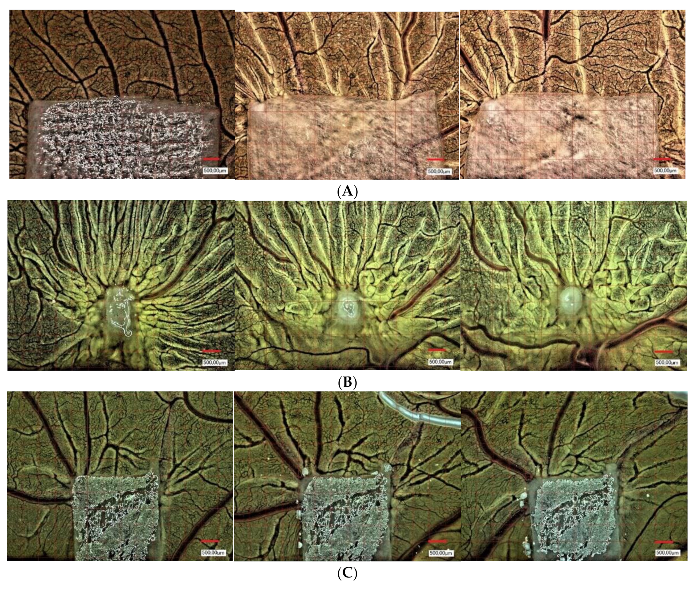 Biomedicines 10 00706 g001