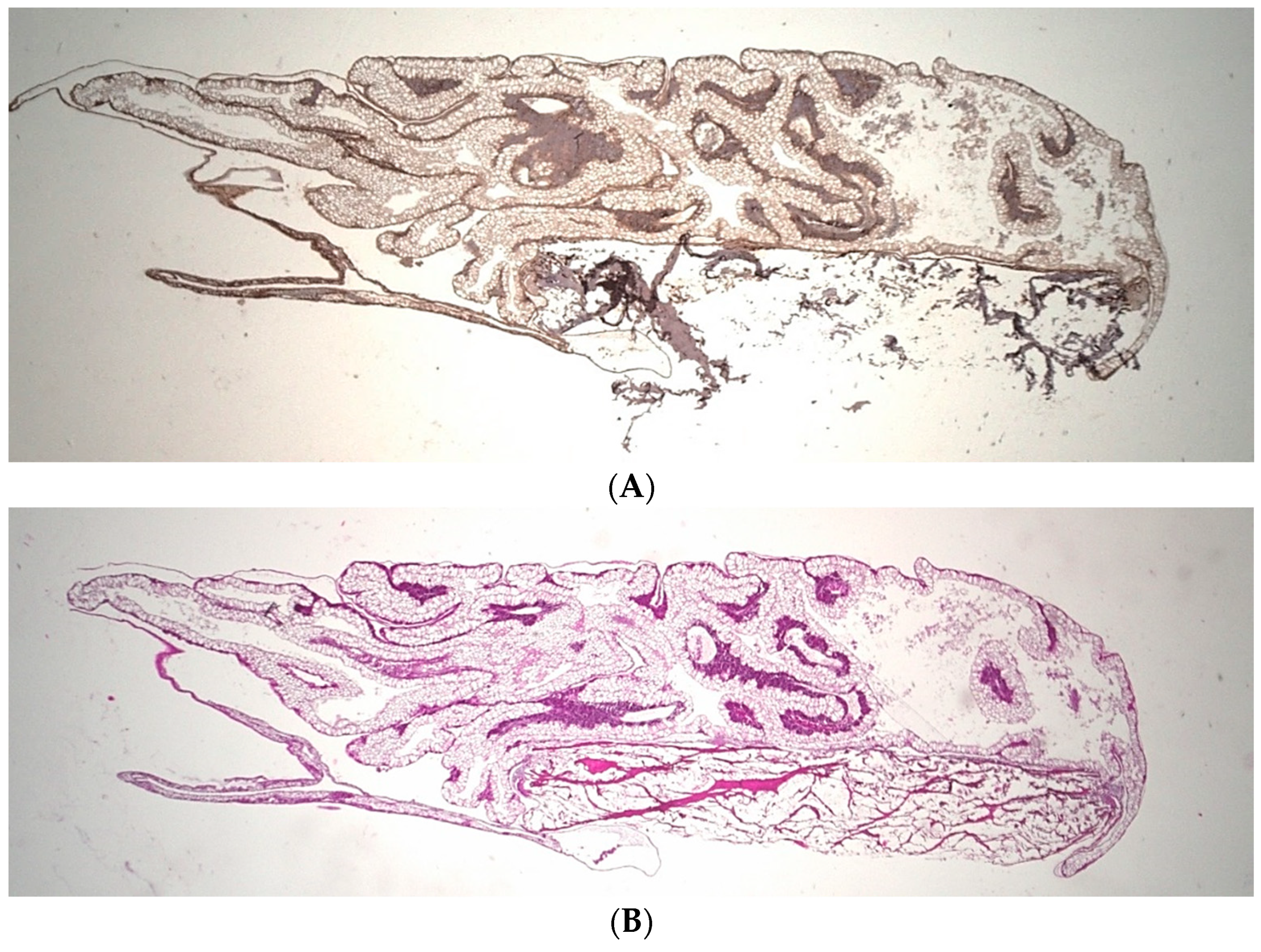Biomedicines 10 00706 g003a