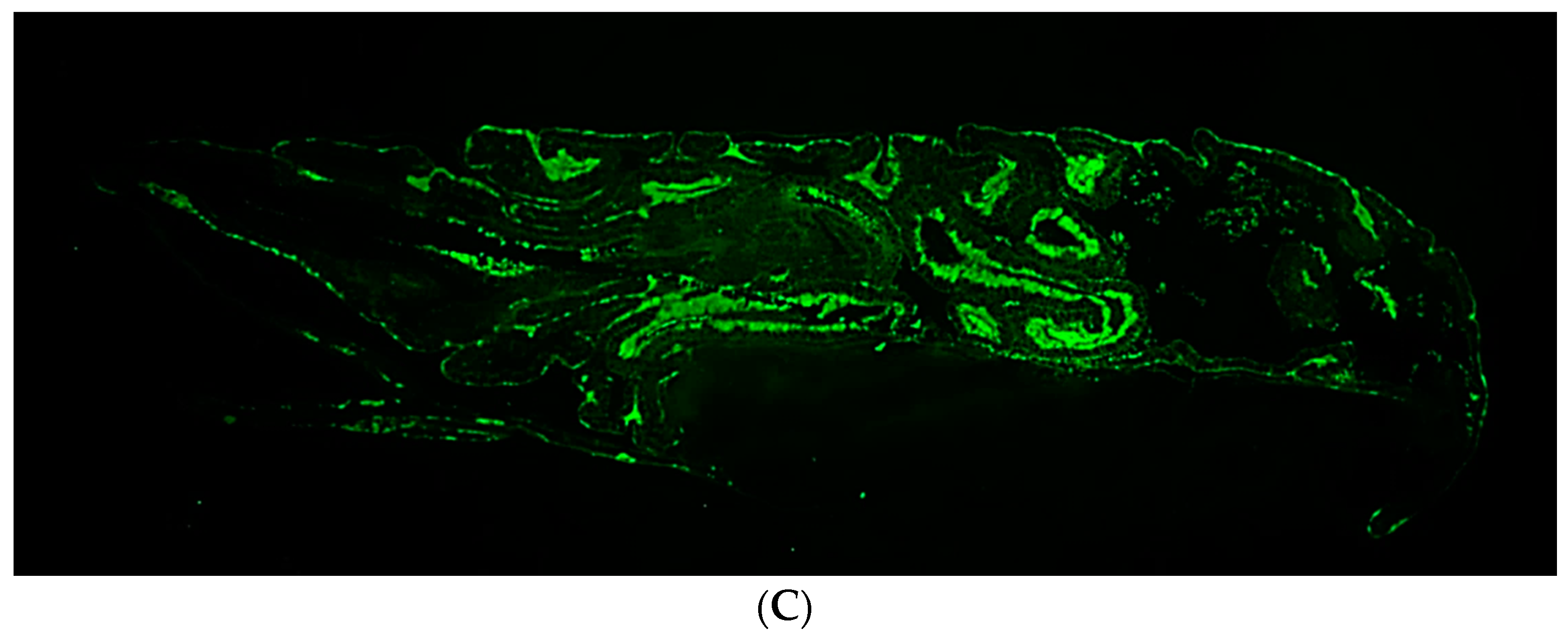 Biomedicines 10 00706 g003b